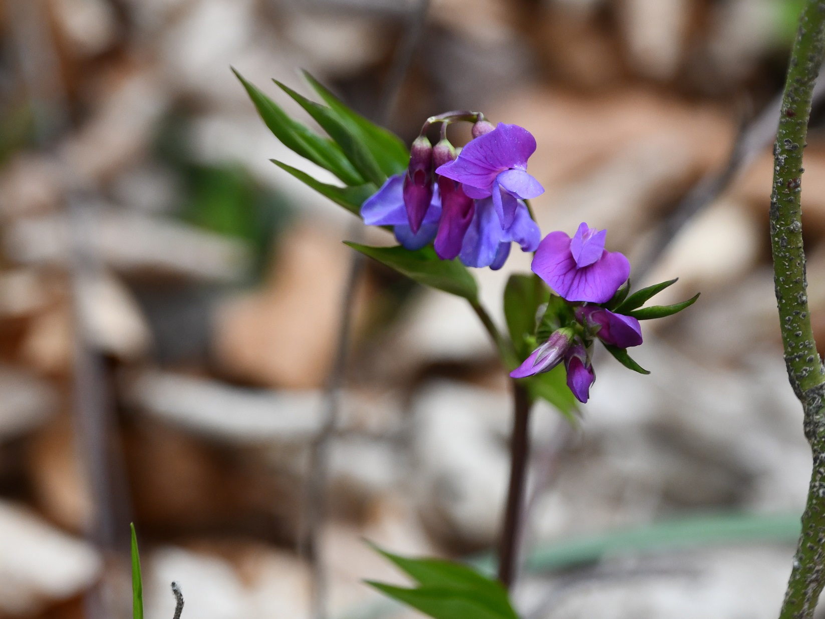 Hornstein - 28032025 - (61) -  - Lathyrus vernus - Frühlings-Platterbse.JPG