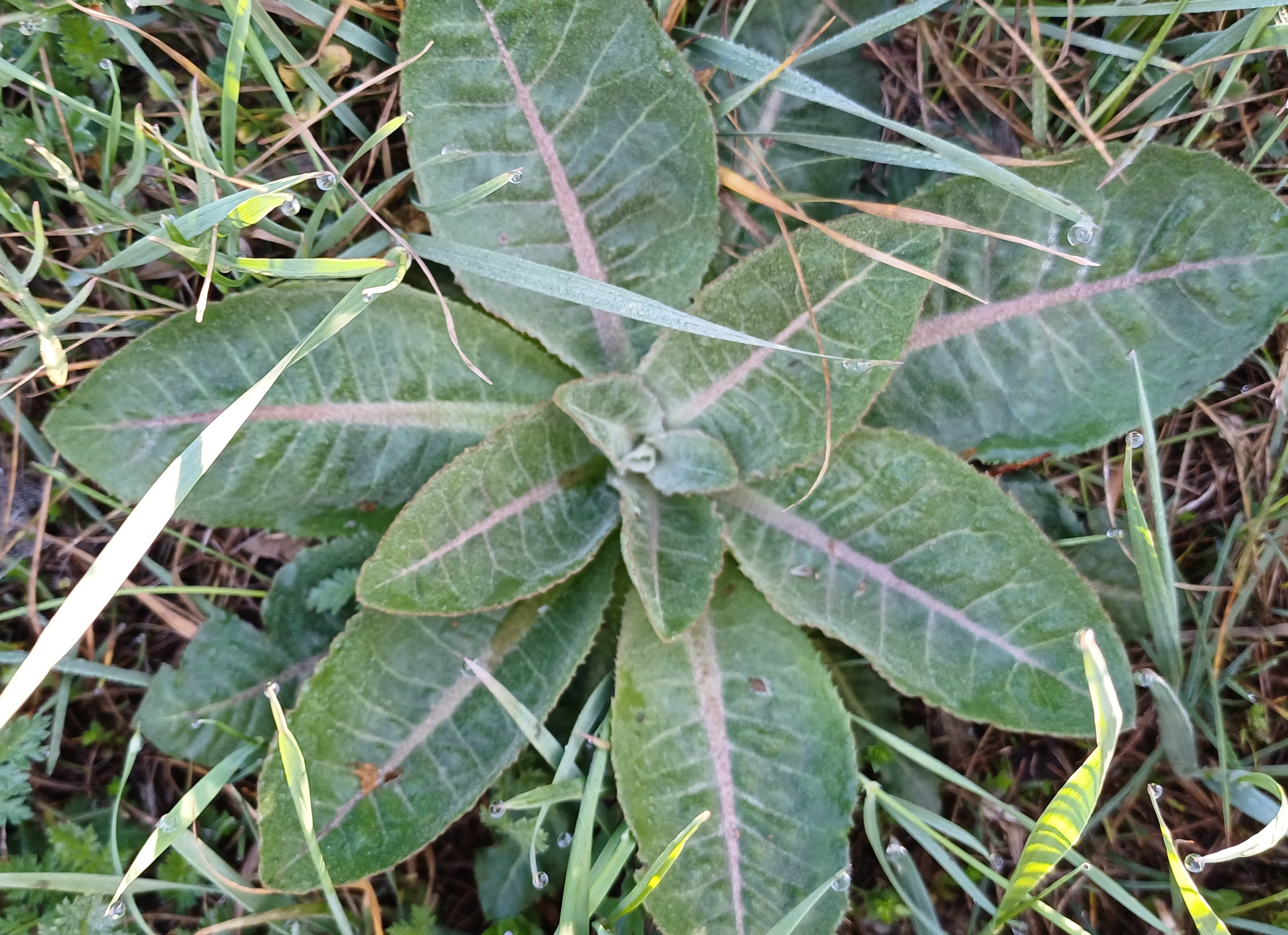 cf. taraxacum serotinum kellerberg schwechat 20250404_090456.jpg