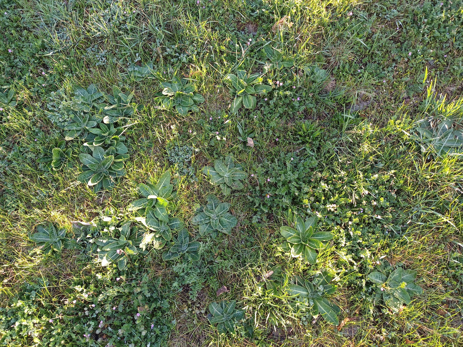 cf. taraxacum serotinum kellerberg schwechat 20250404_090447.jpg