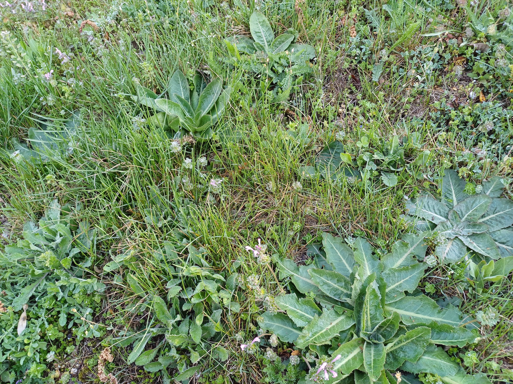 cf. taraxacum serotinum kellerberg schwechat 20250404_090426.jpg