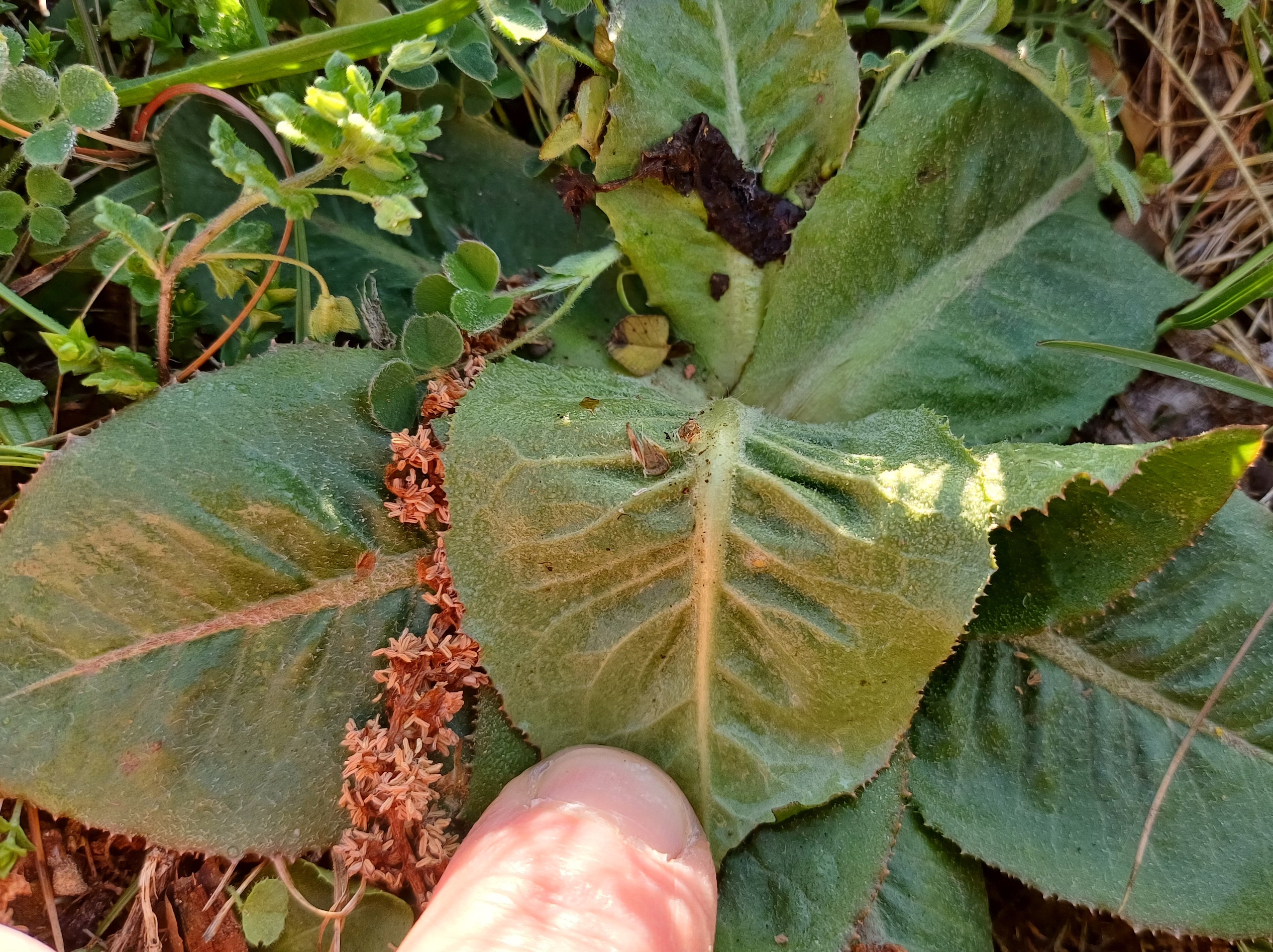 cf. taraxacum serotinum kellerberg schwechat 20250404_090323.jpg