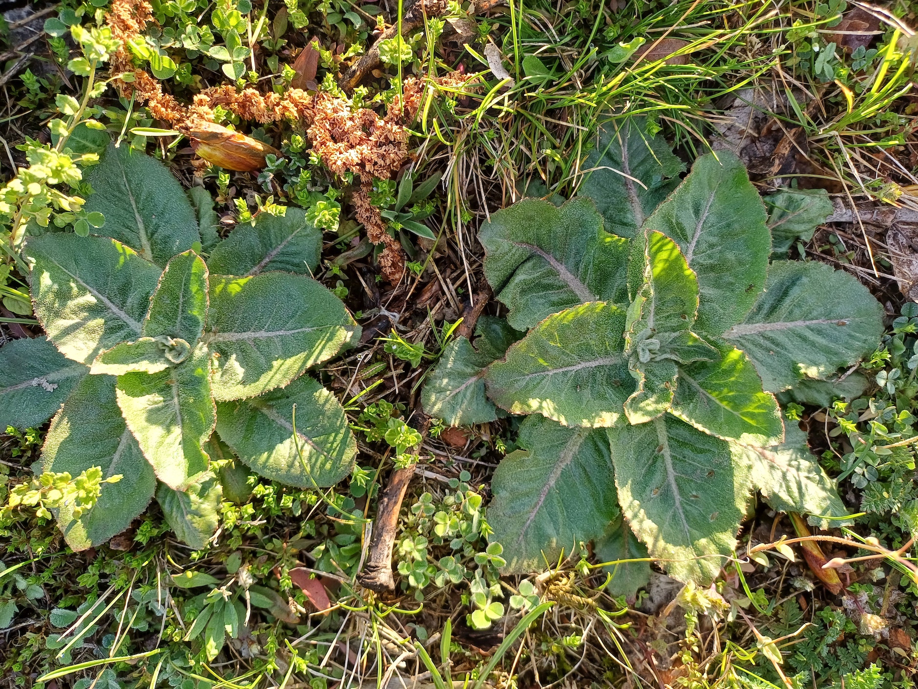 cf. taraxacum serotinum kellerberg schwechat 20250404_090306.jpg
