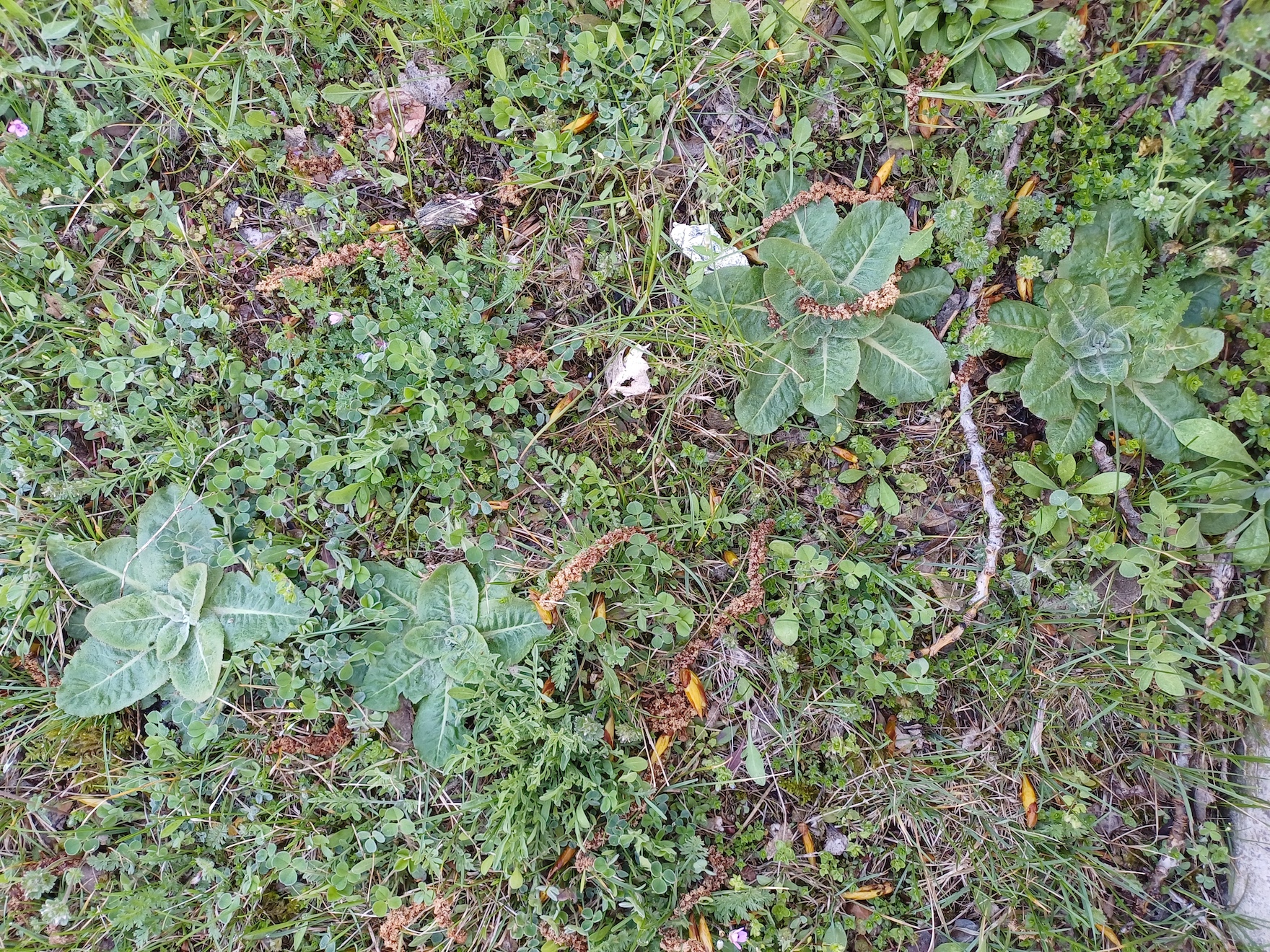 cf. taraxacum serotinum kellerberg schwechat 20250404_090250.jpg