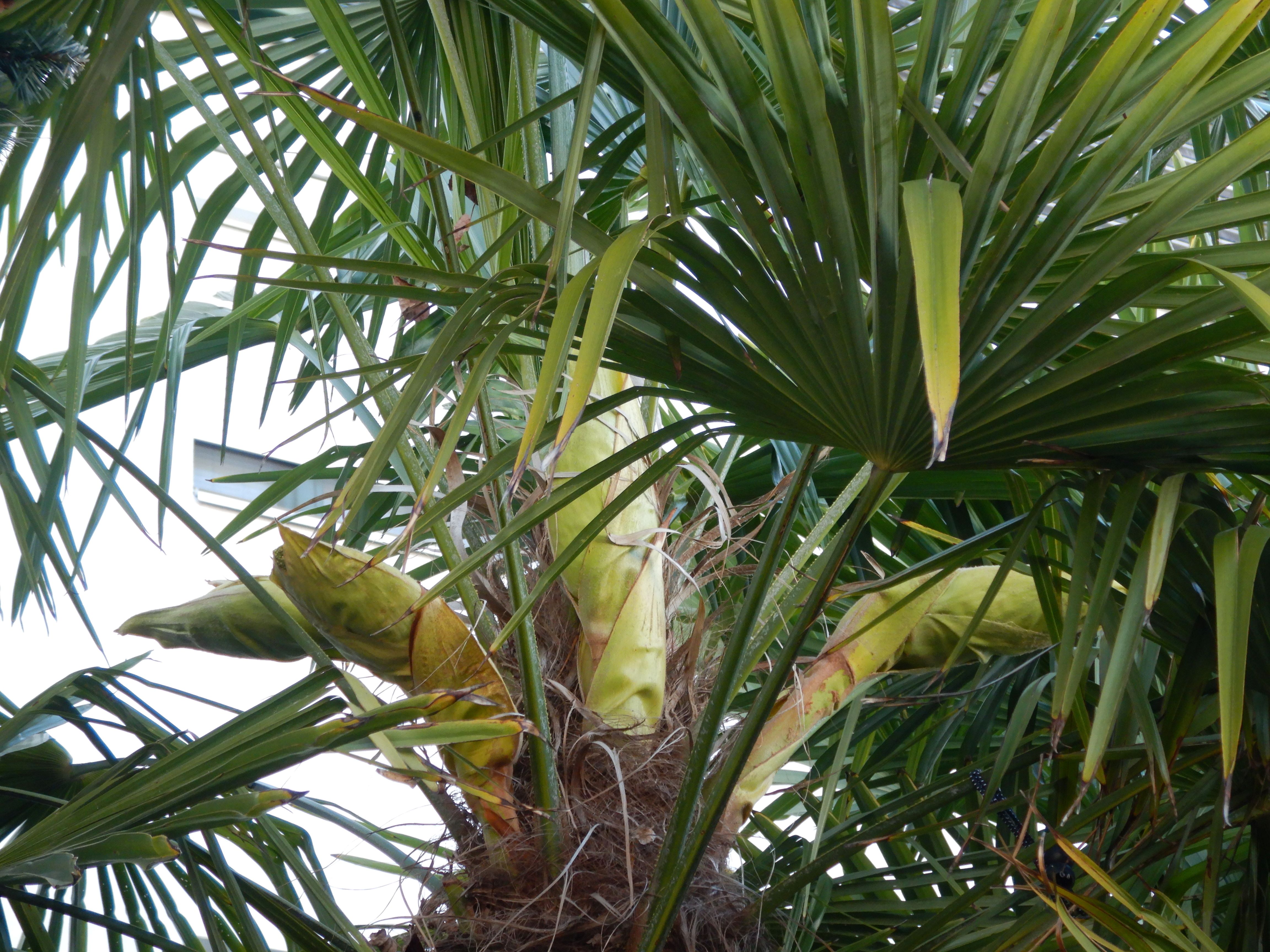 DSCN7575 trachycarpus fortunei, wien-22, tamariskengassen bei U2, 2025-04-04.jpg