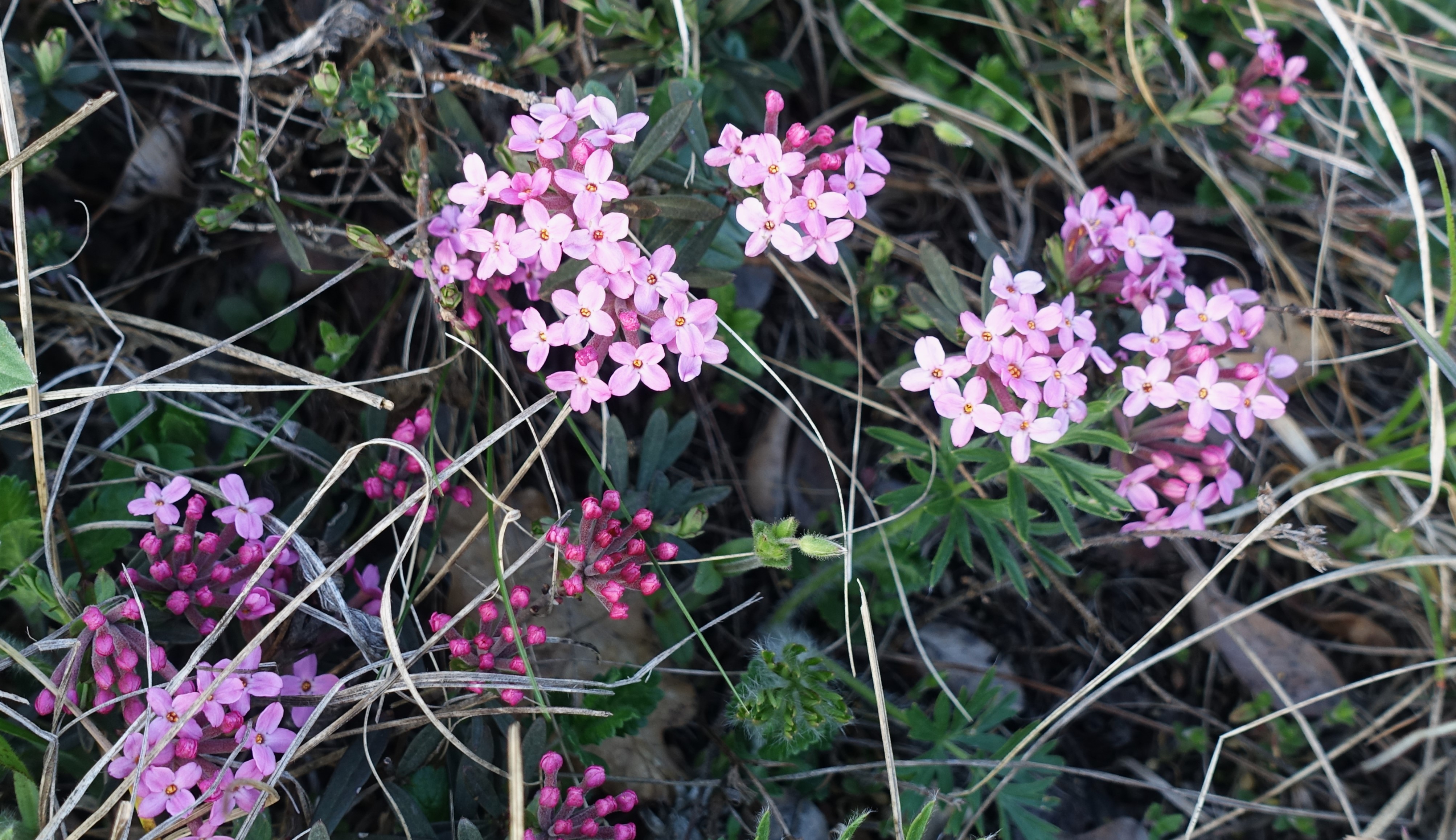 DSC02922.JPG