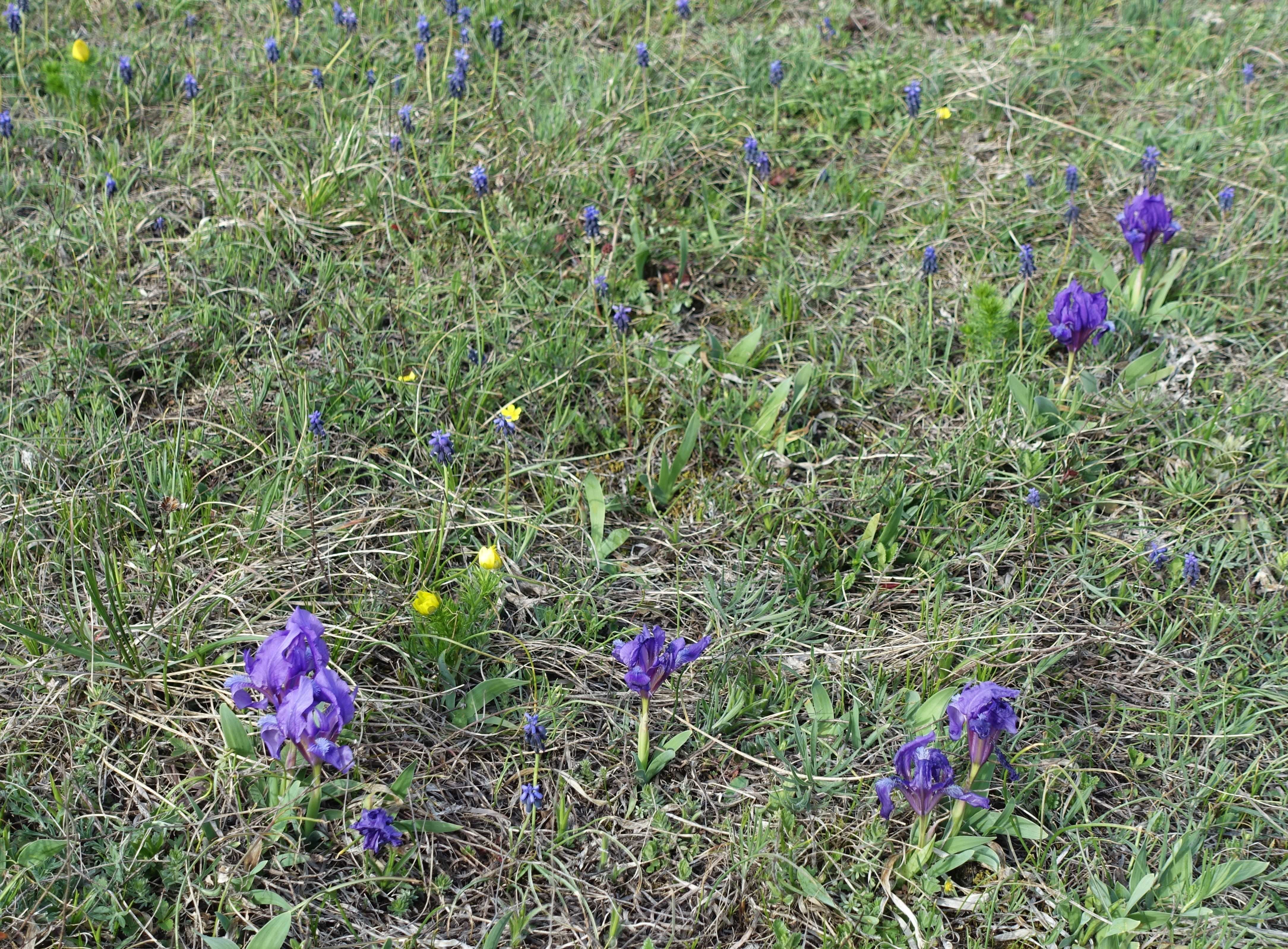 DSC02942c.JPG