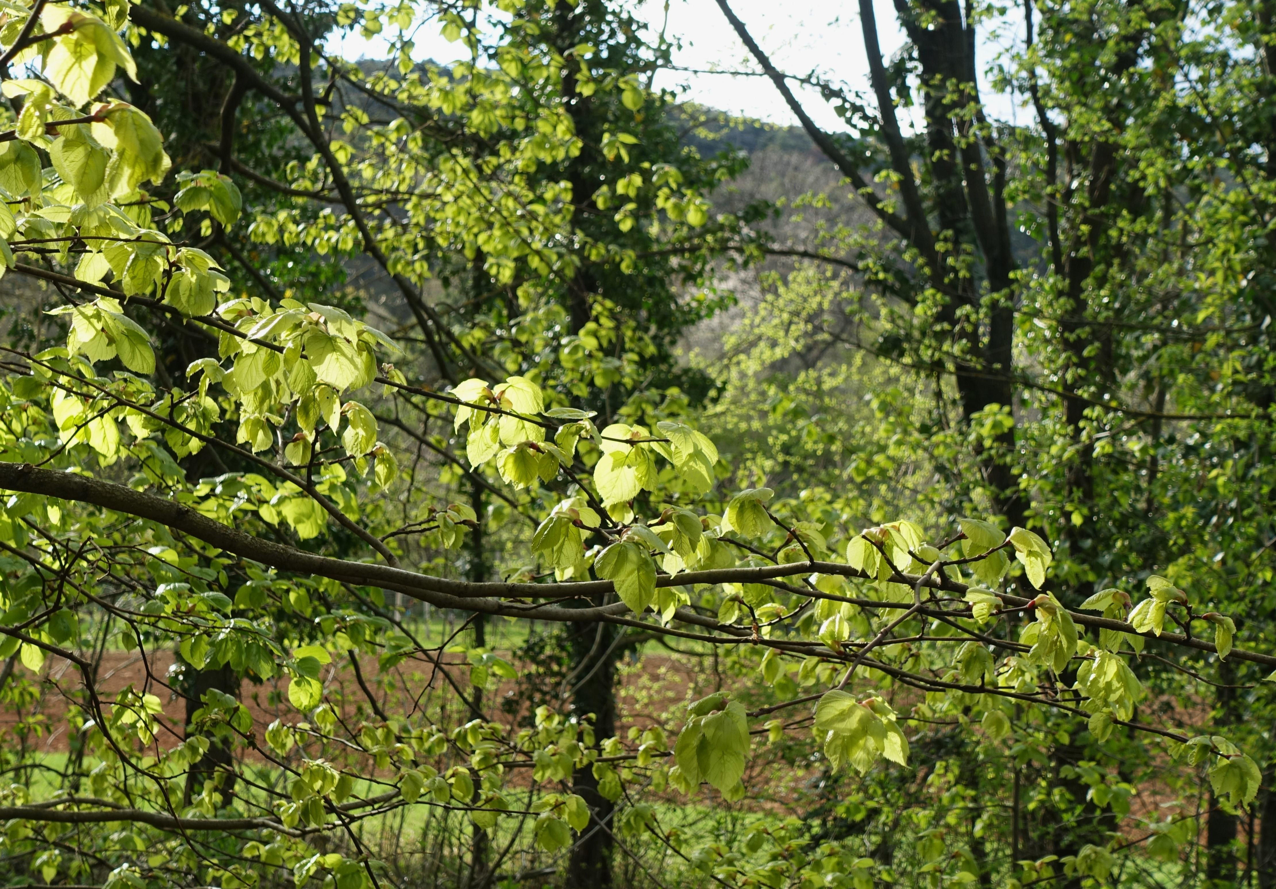 DSC02962c.JPG