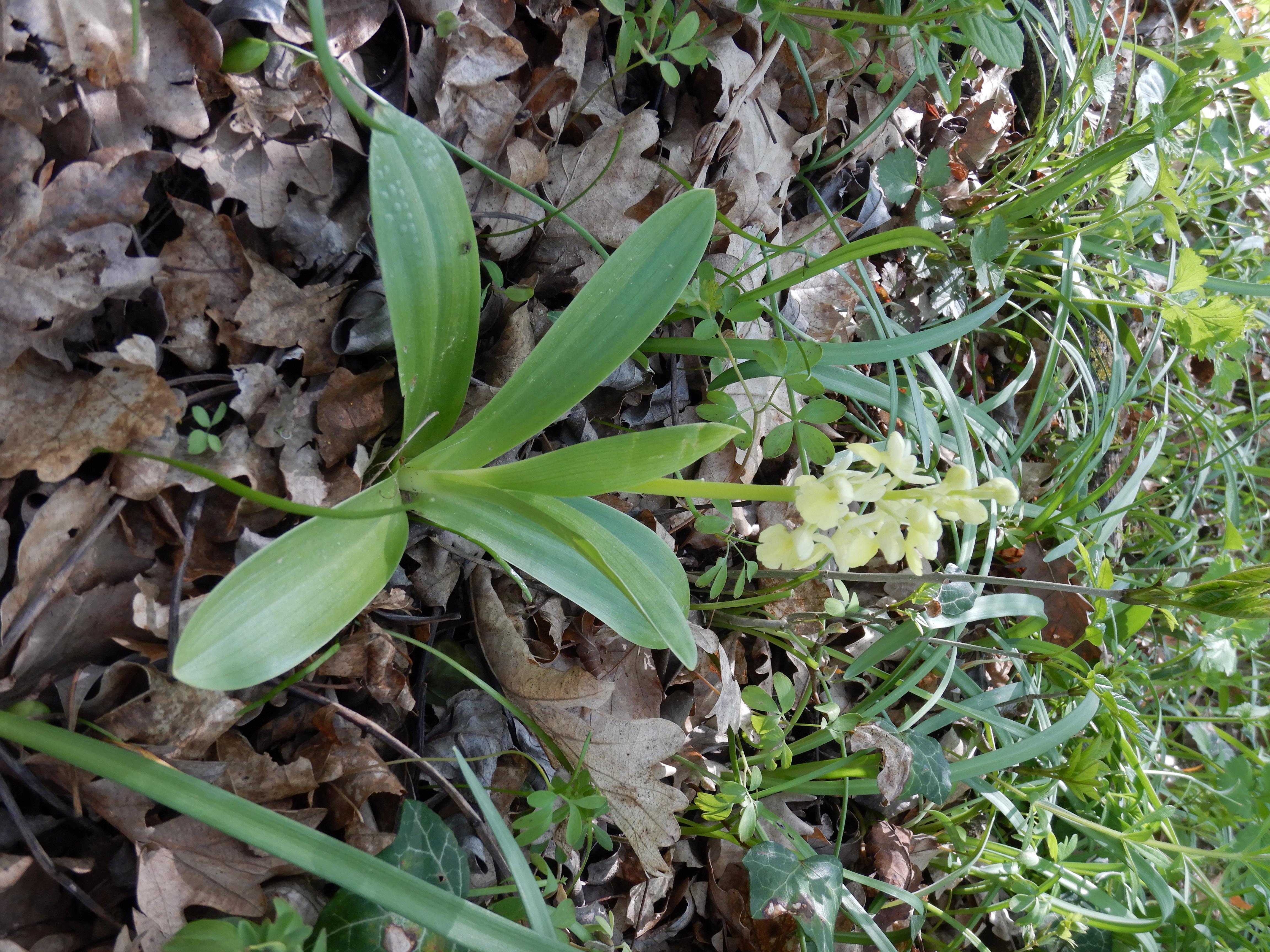 DSCN7851 phäno breitenbrunn 2025-04-11, orchis pallens.jpg