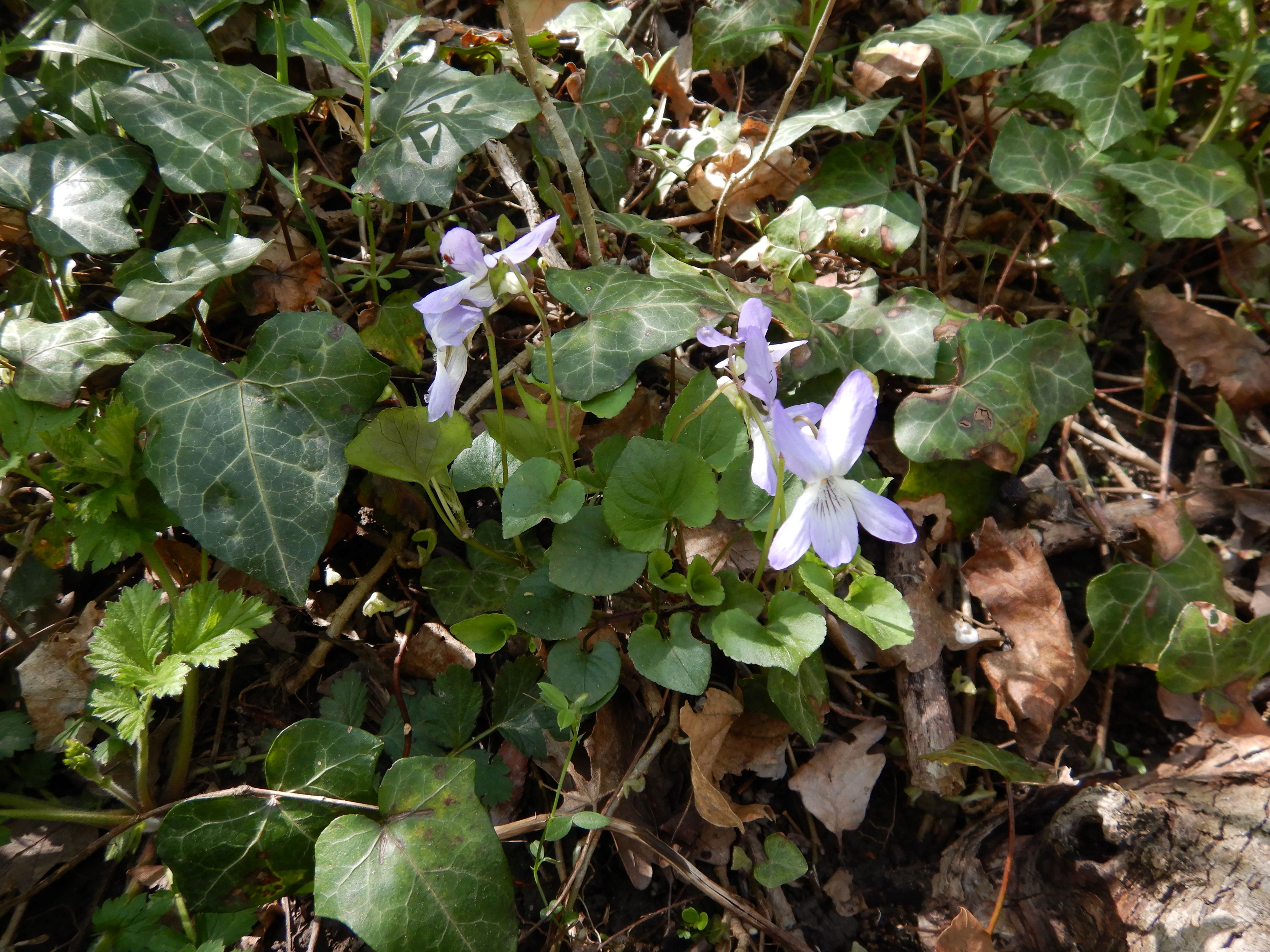 phäno breitenbrunn 2025-04-11, viola riviniana.JPG