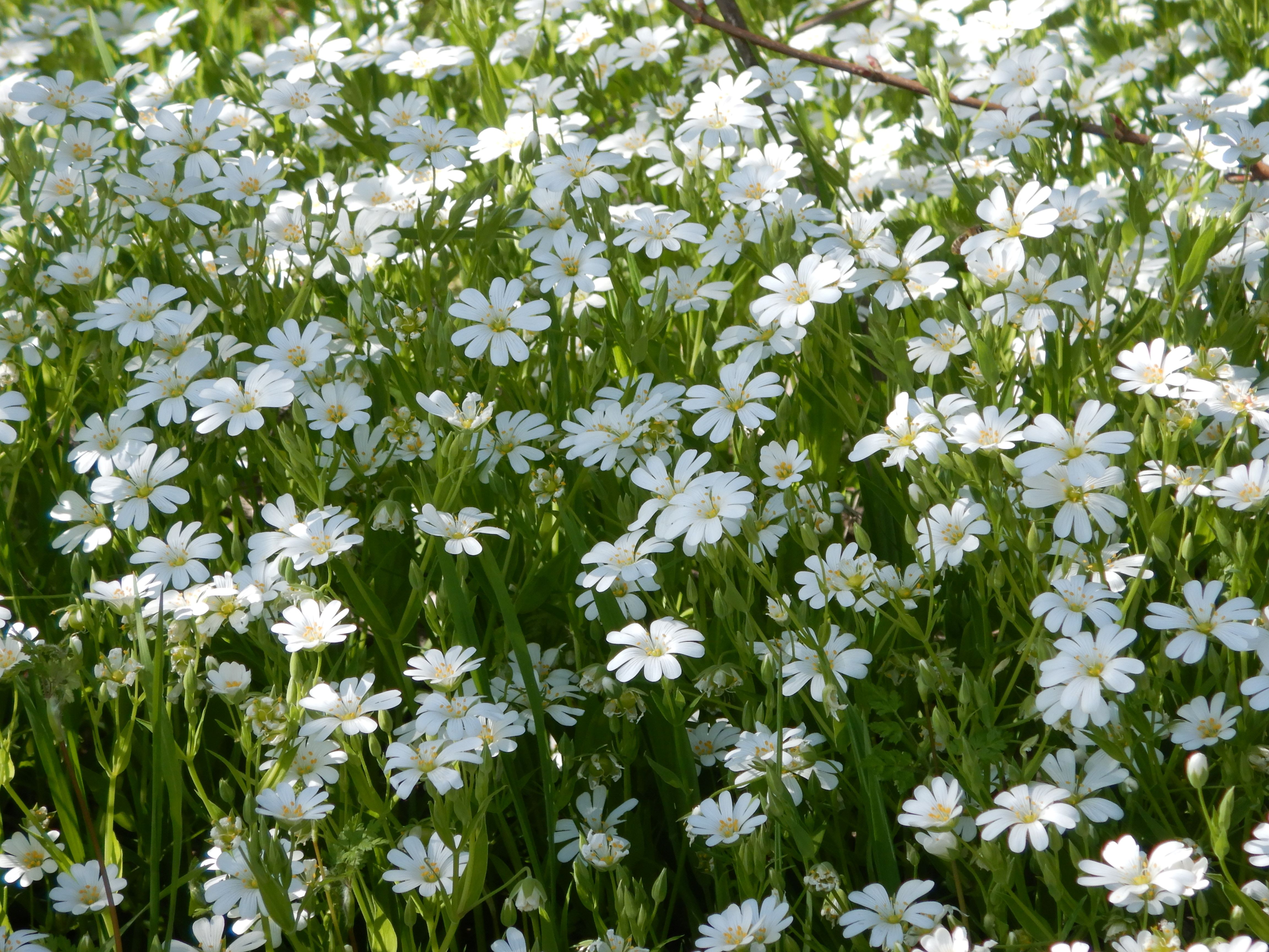 phäno breitenbrunn 2025-04-11, stellaria holostea.JPG