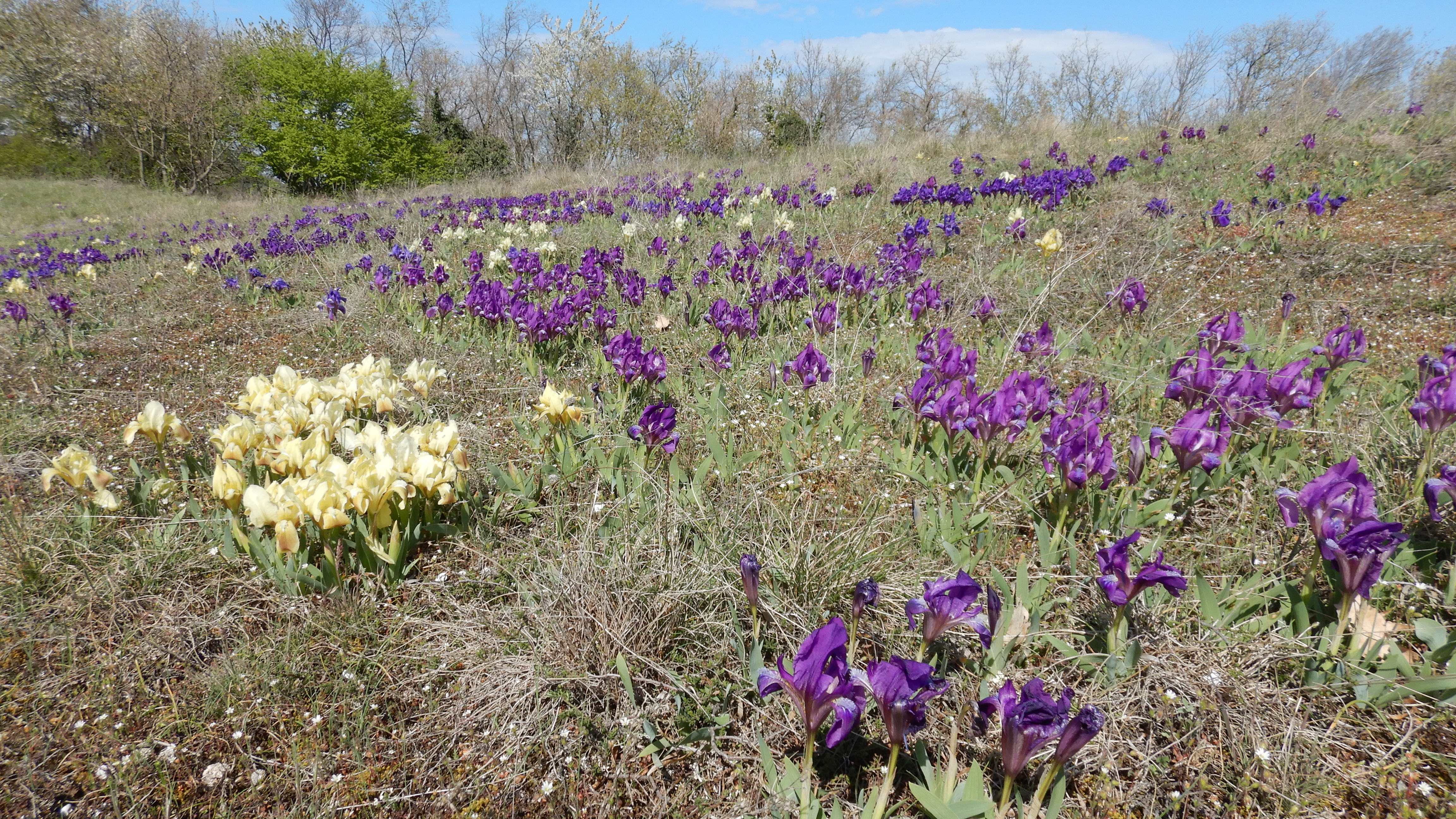 phäno breitenbrunn 2025-04-11, iris pumila.JPG