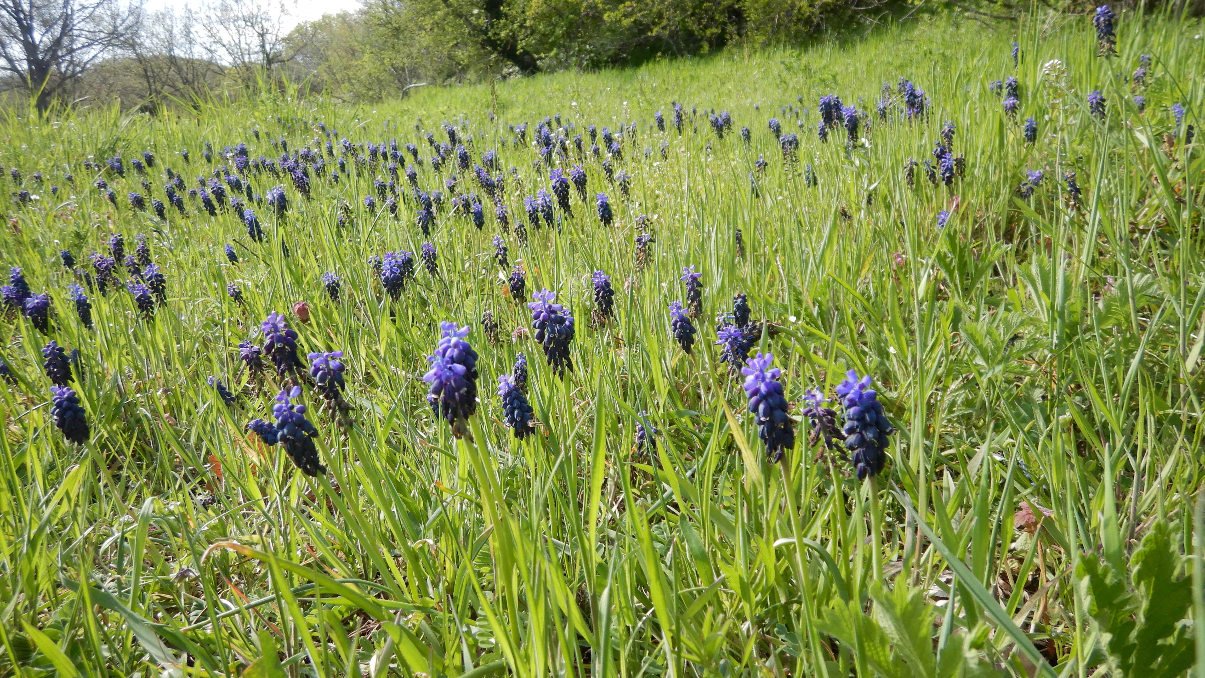DSCN7953 phäno breitenbrunn 2025-04-11, muscari neglectum.JPG