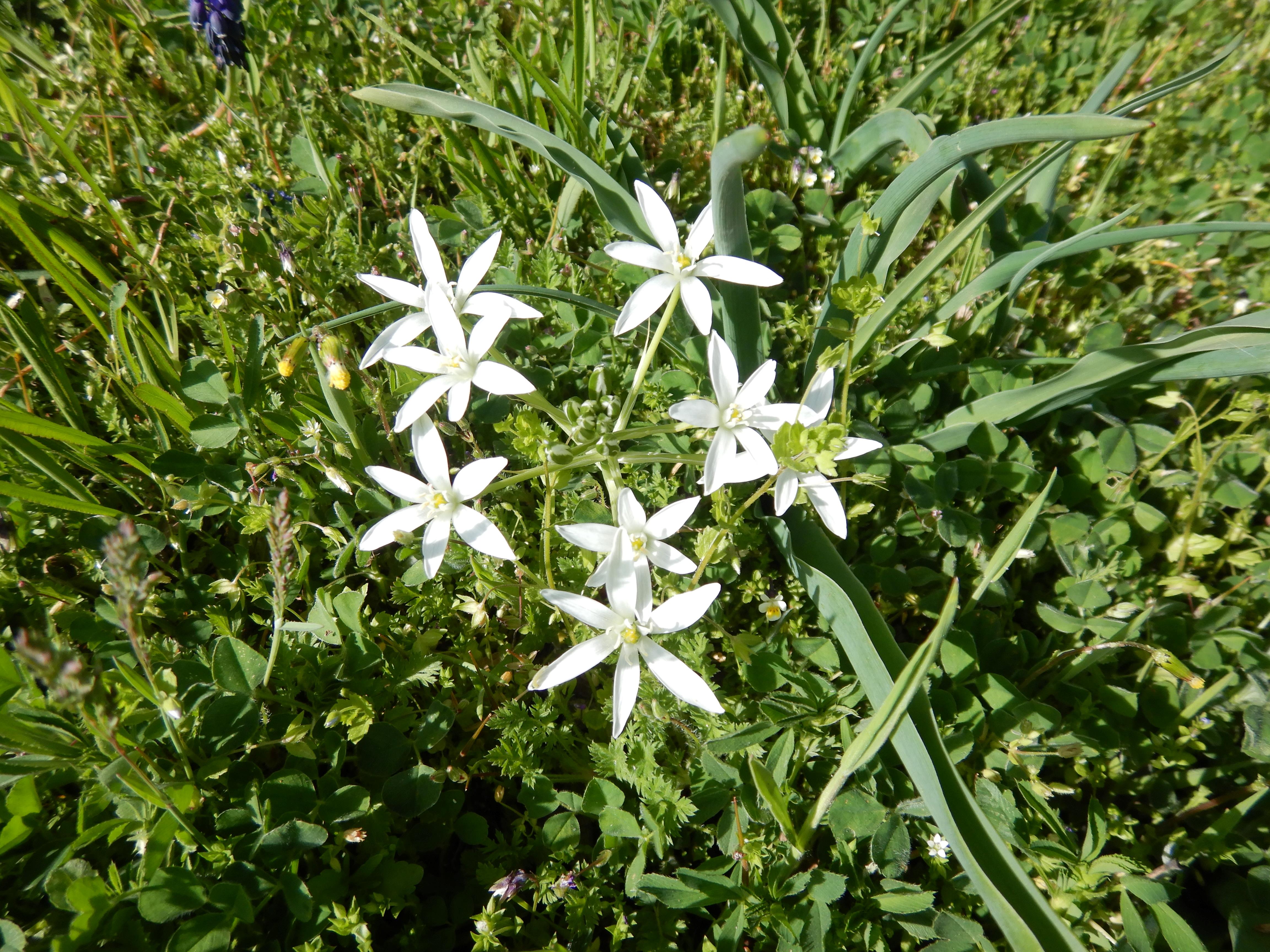 DSCN7994DSCN7953 phäno breitenbrunn 2025-04-11, ornithogalum kochii, muscari comosum etc..jpg