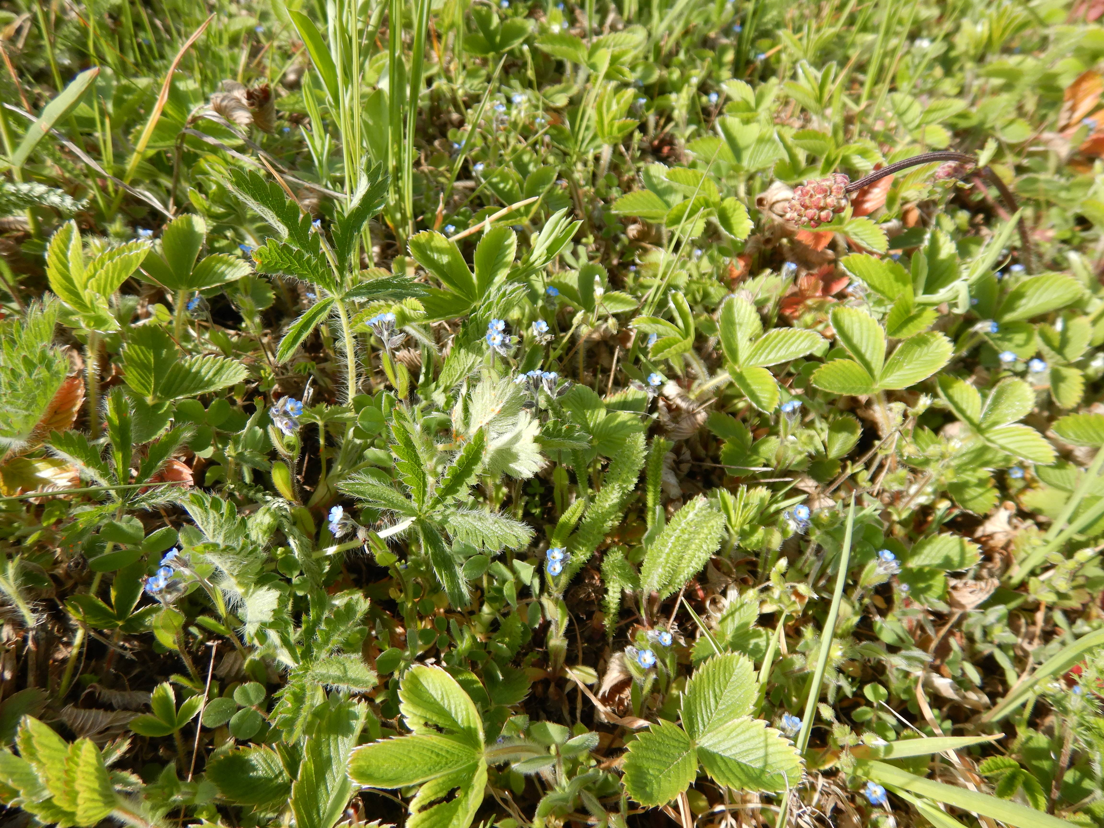DSCN8037DSCN7953 phäno breitenbrunn 2025-04-11, myosotis ramosissima etc.JPG