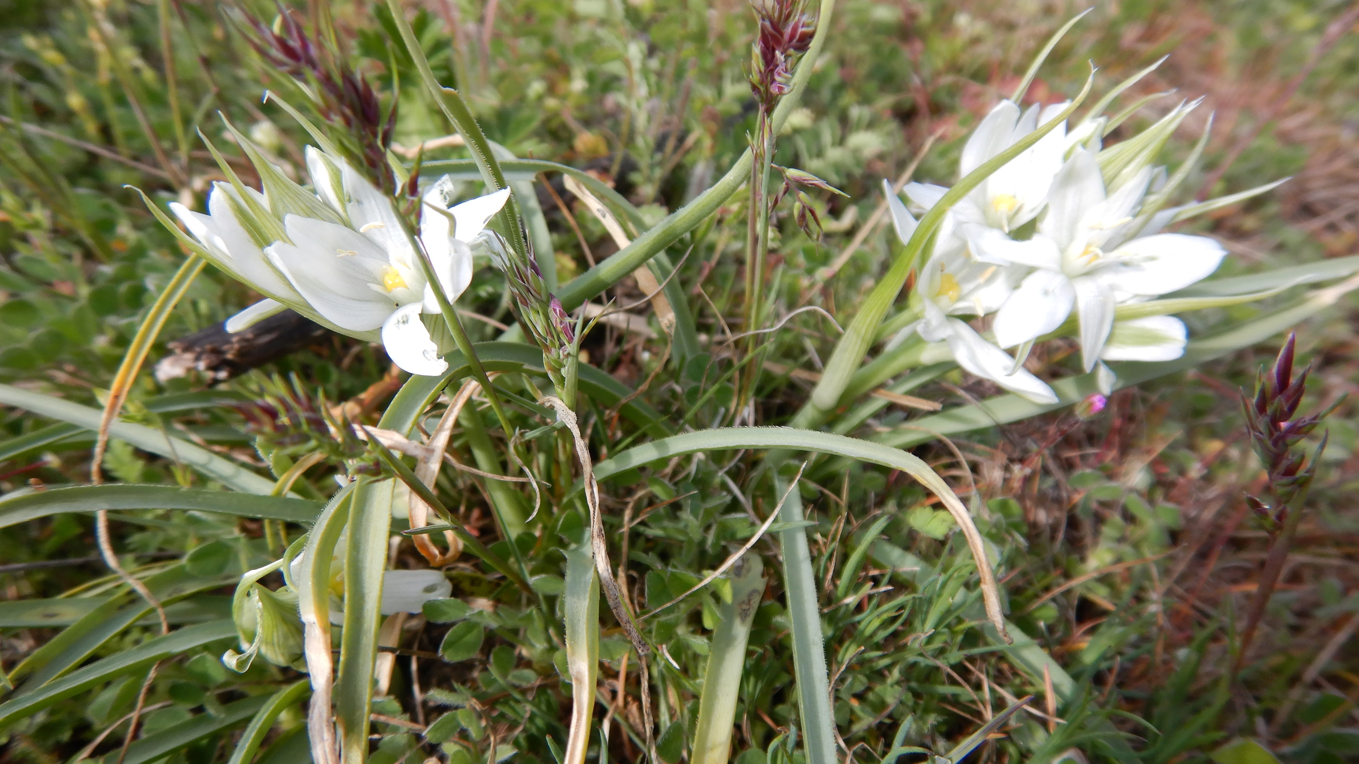DSCN8064 phäno breitenbrunn 2025-04-11, poa bulbosa, ornithogalum pannonicum.JPG