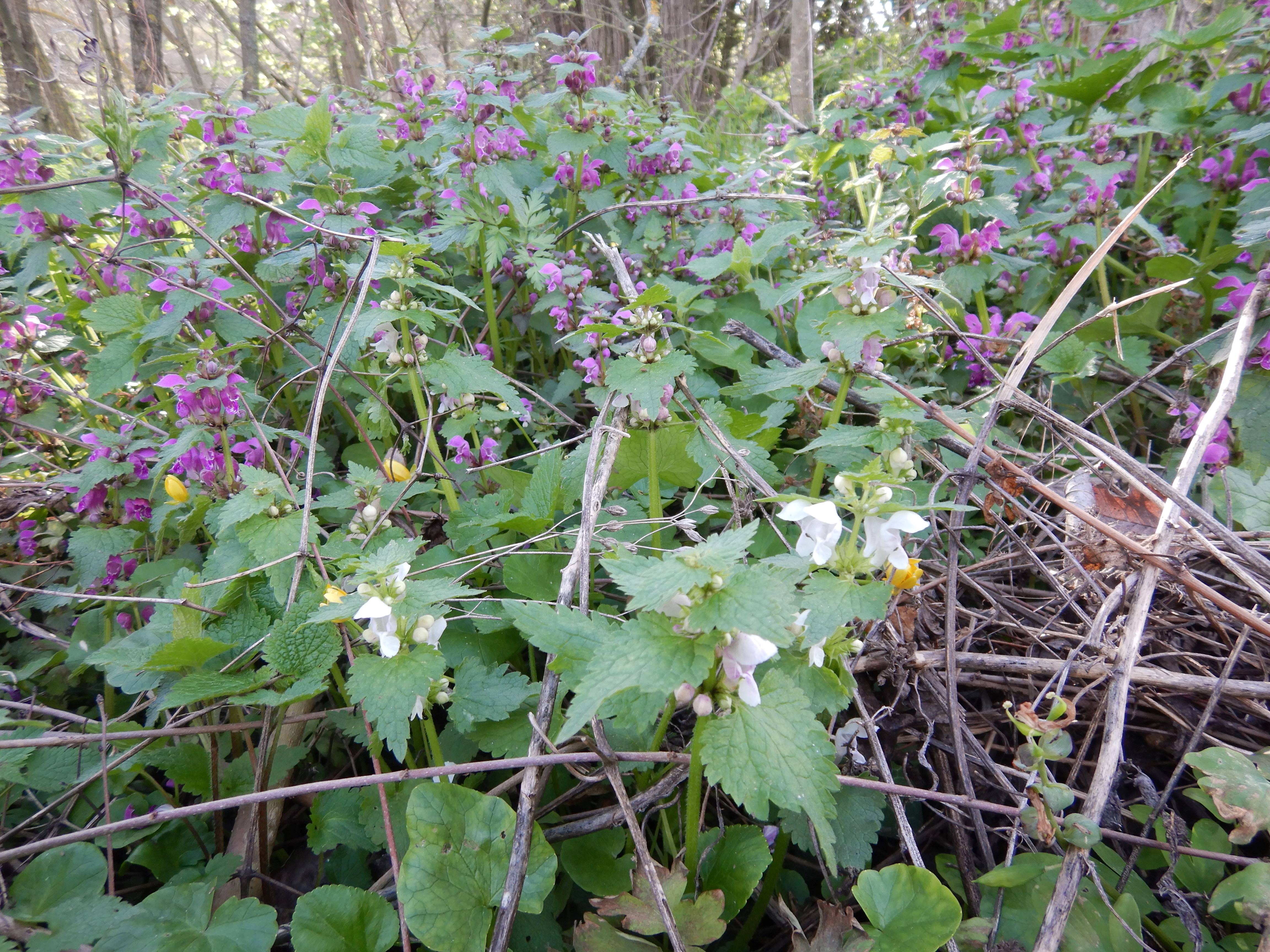 DSCN8123 phäno breitenbrunn 2025-04-11, lamium maculatum.JPG