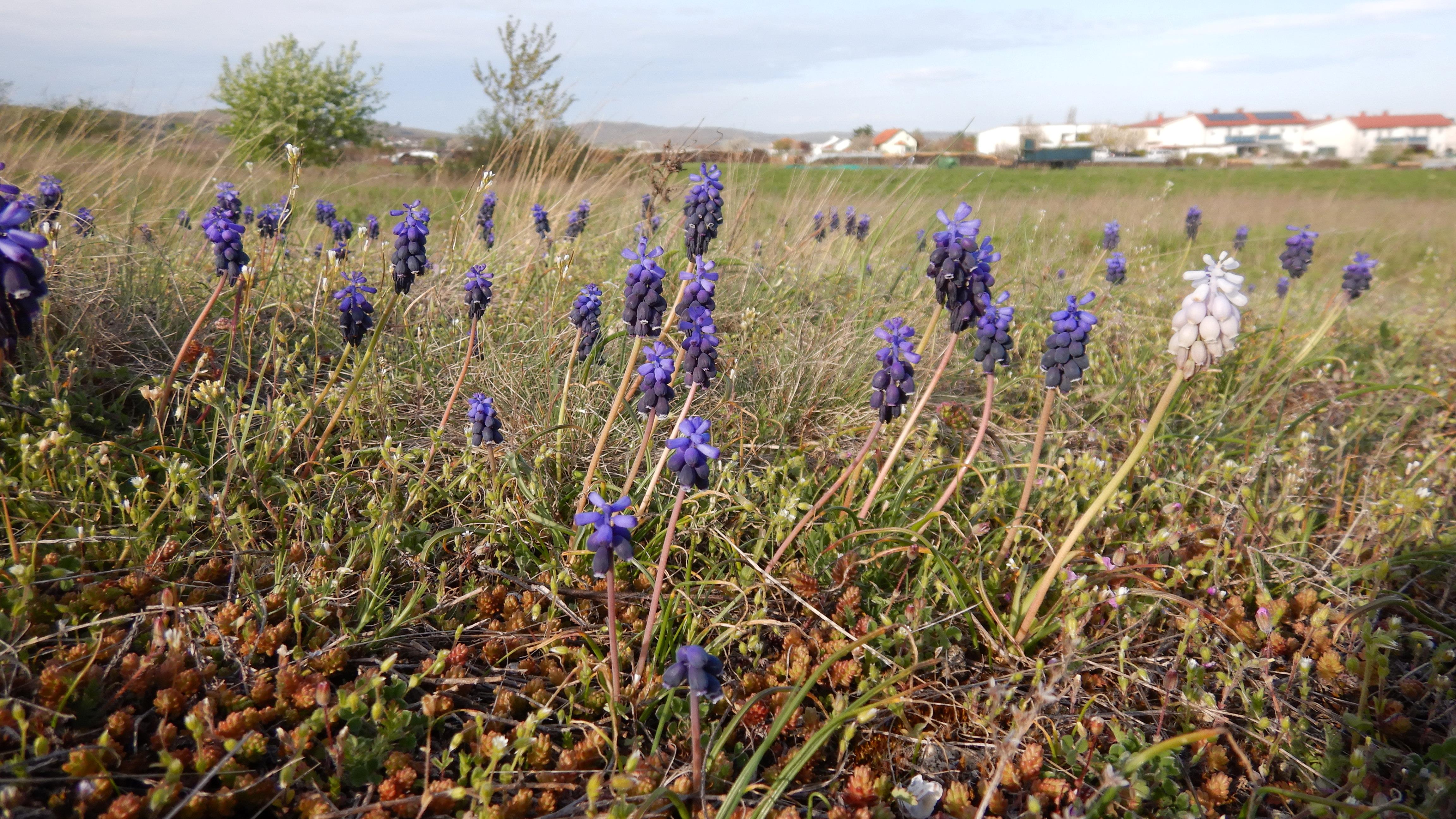 DSCN8162 phäno breitenbrunn 2025-04-11, muscari neglectum.JPG