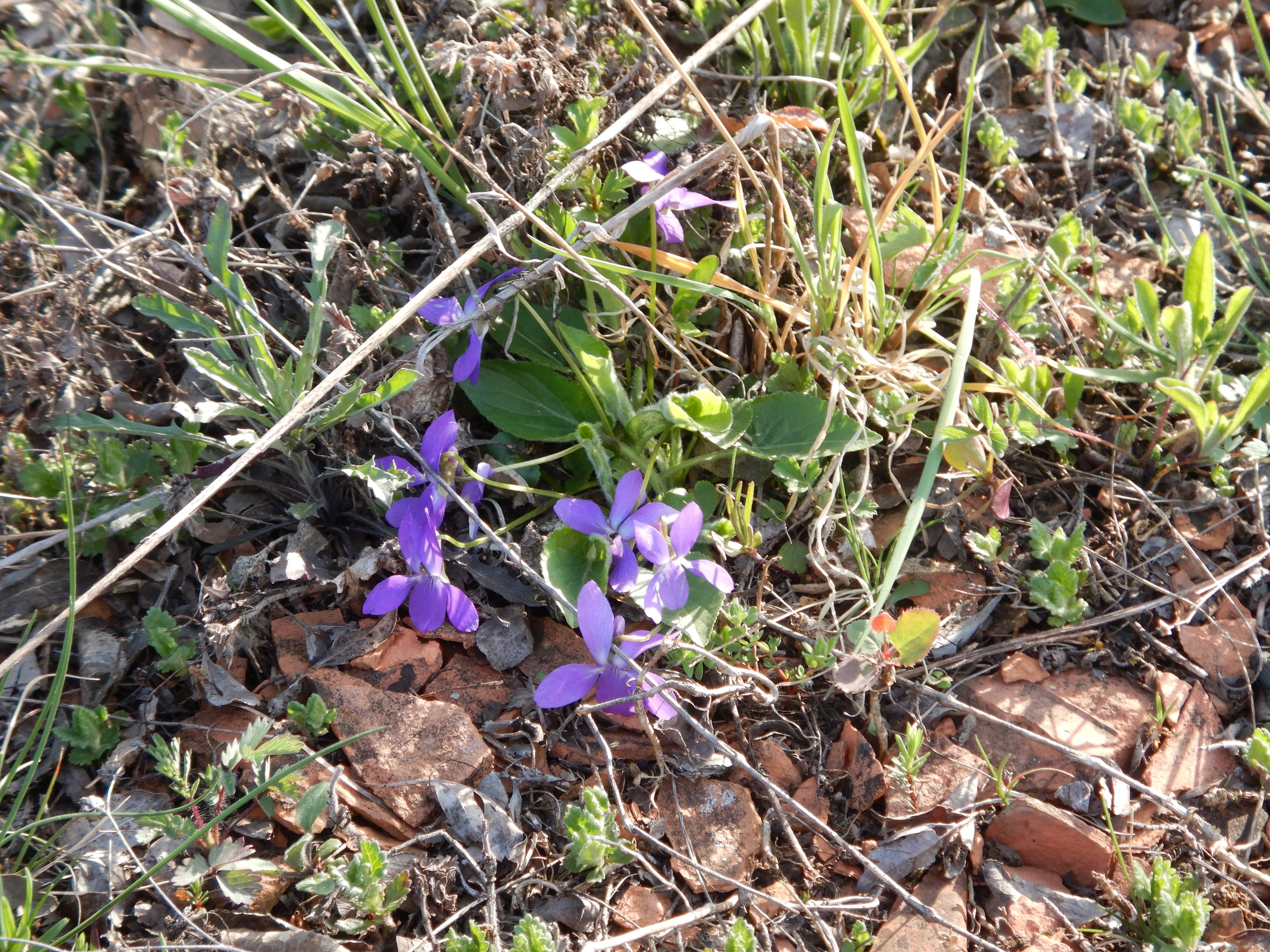 DSCN8179 phäno breitenbrunn 2025-04-11, viola hirta.JPG