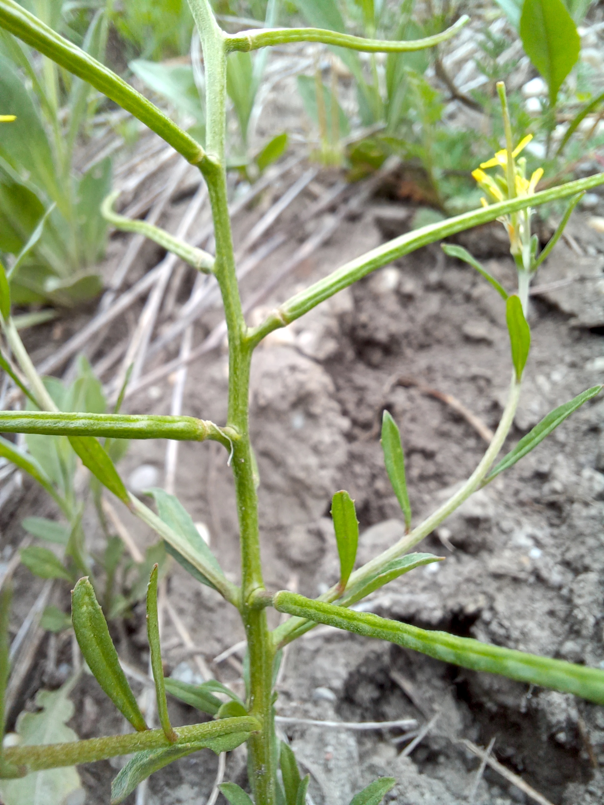 erysimum repandum W bhf raasdorf 20250412_084944.jpg