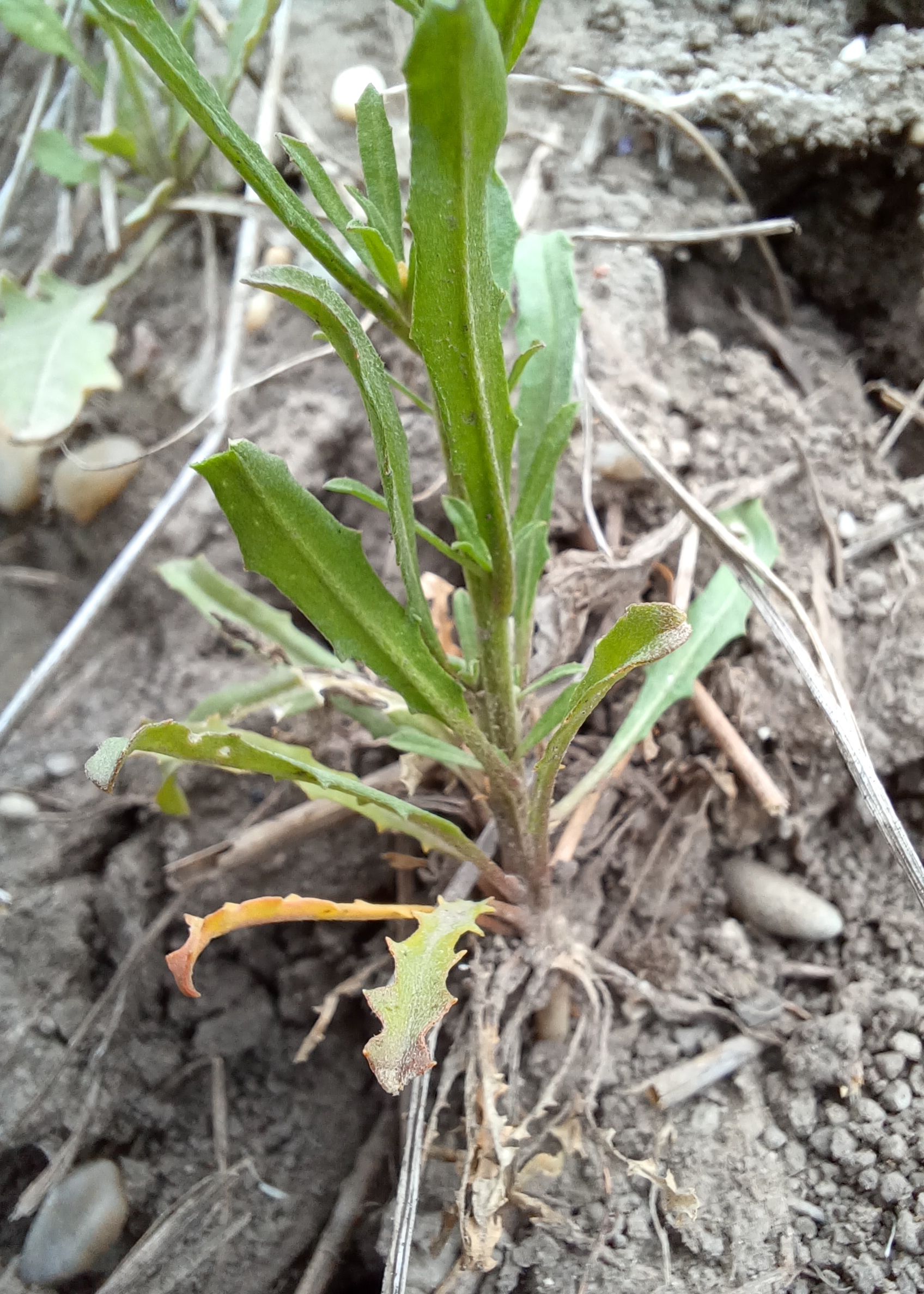 erysimum repandum W bhf raasdorf 20250412_084948.jpg