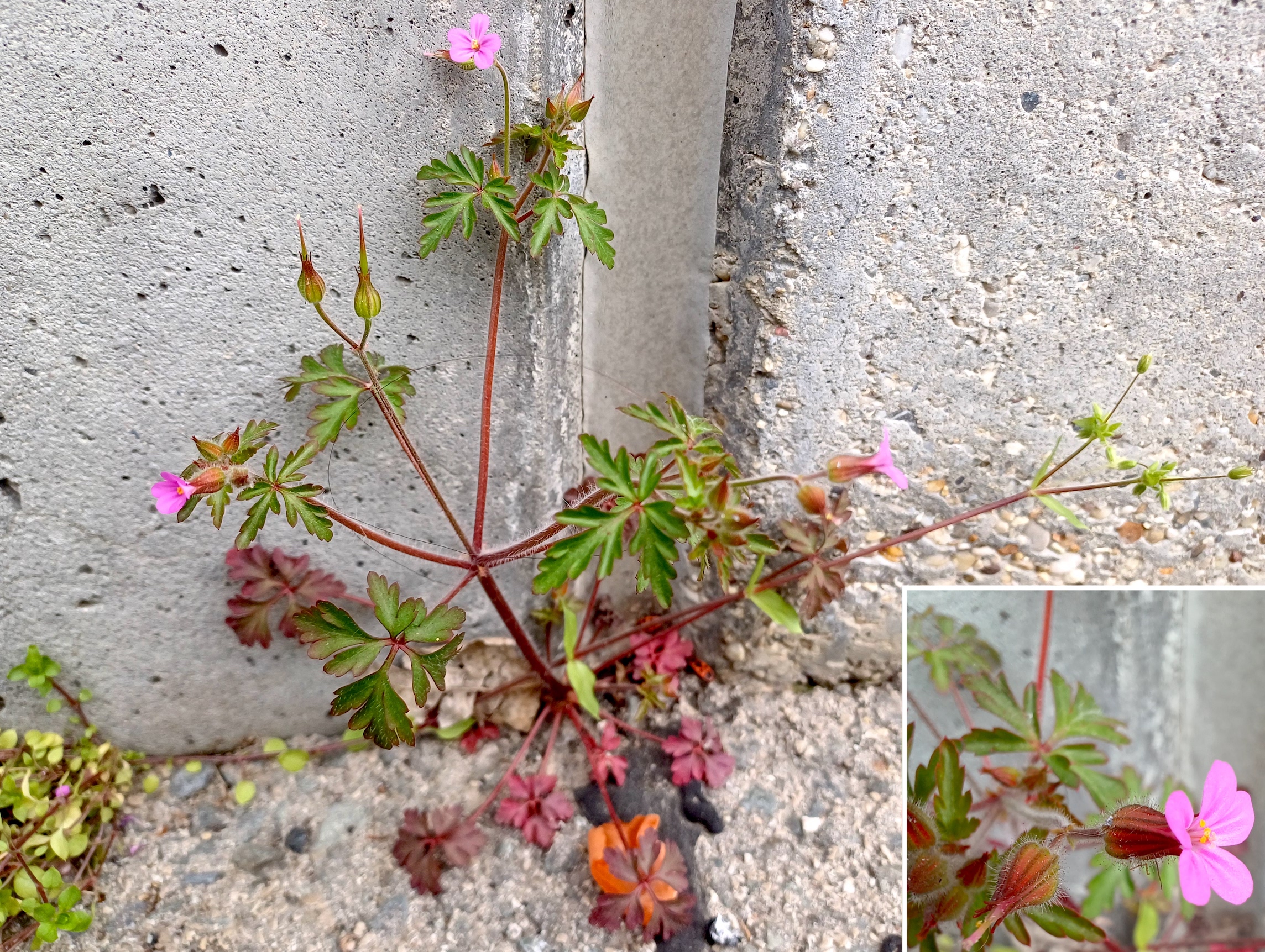 geranium purpureum bhf raasdorf 20250412_090553.jpg