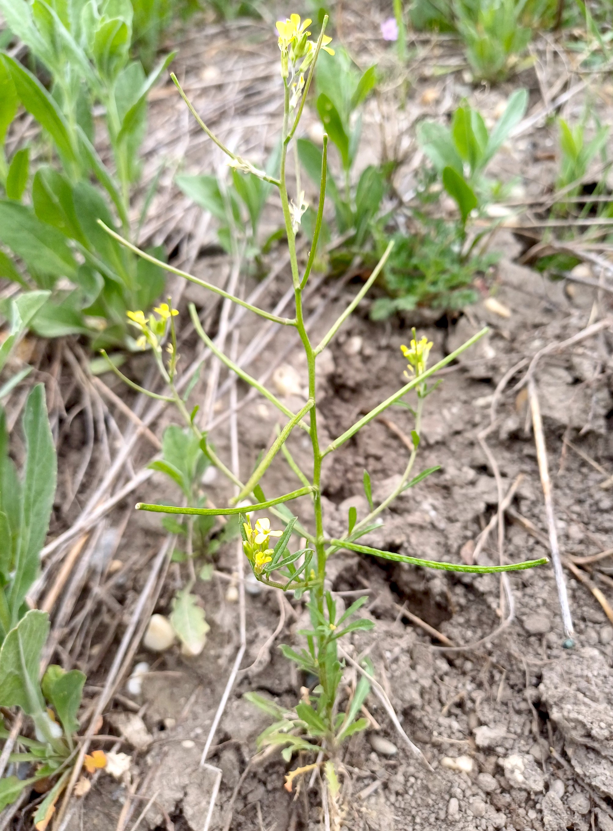 erysimum repandum W bhf raasdorf 20250412_084917.jpg