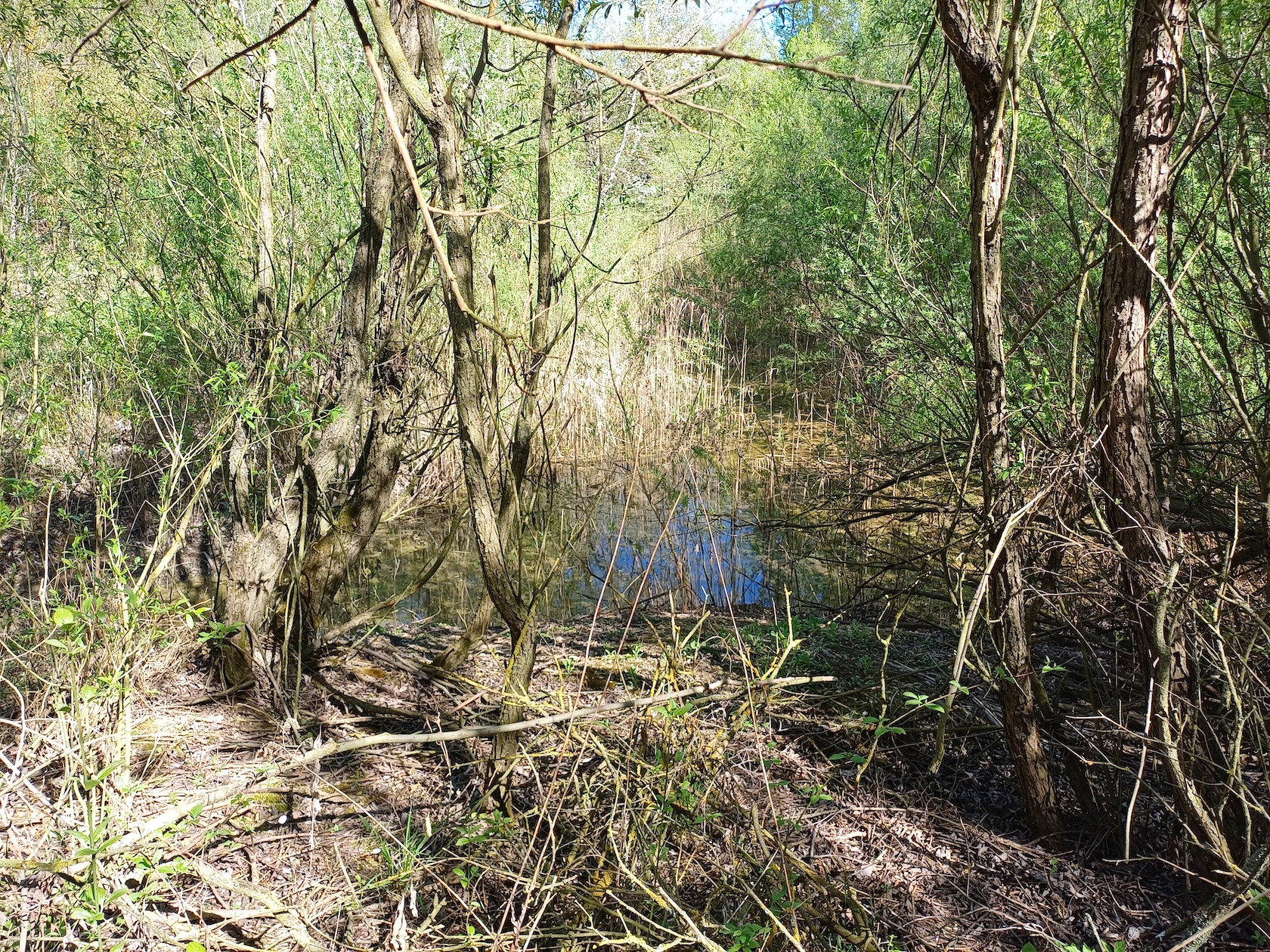 teich rainberg südlicher teil NW stixneusiedl 20250416_103638.jpg