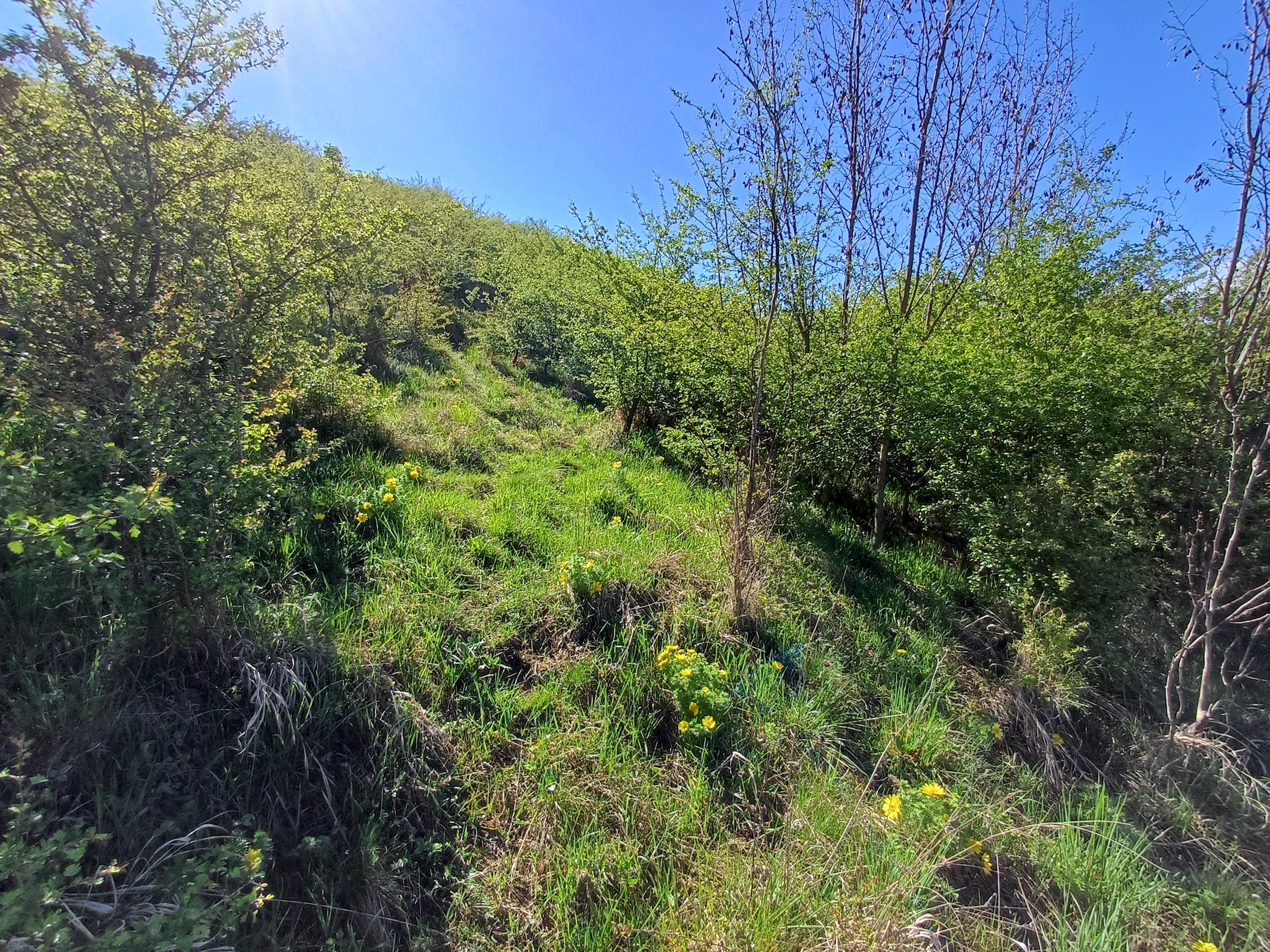 adonis vernalis rainberg nördlicher teil NW stixneusiedl 20250416_095554.jpg