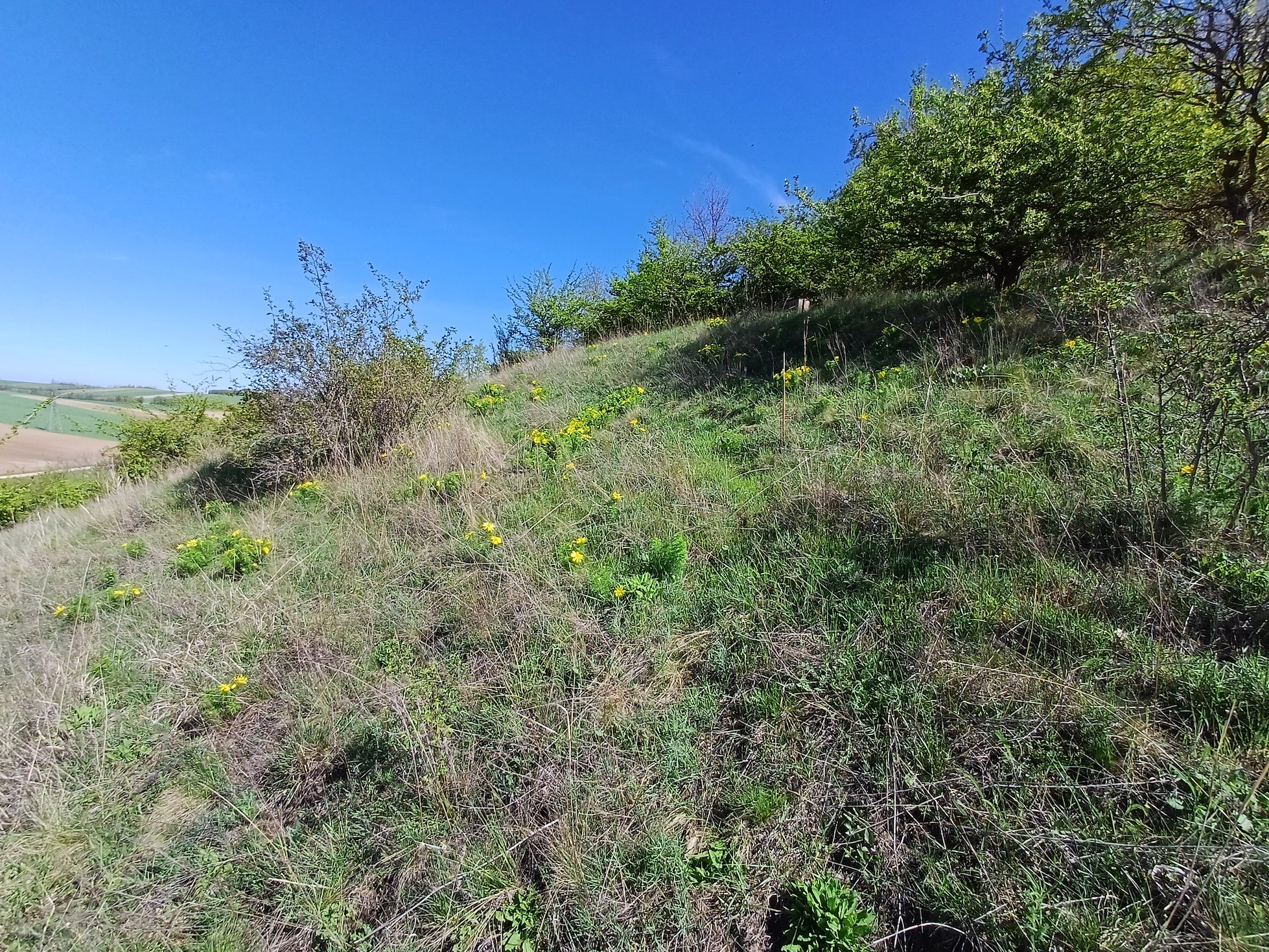adonis vernalis rainberg südlicher teil stixberg NW stixneusiedl 20250416_105321.jpg