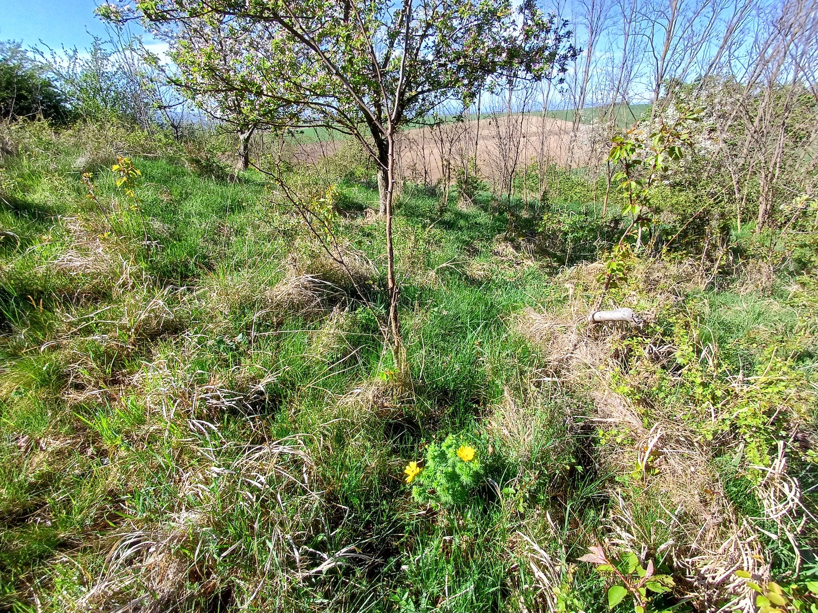 adonis vernalis robinia pseudacacia rainberg nördlicher teil NW stixneusiedl 20250416_095512.jpg