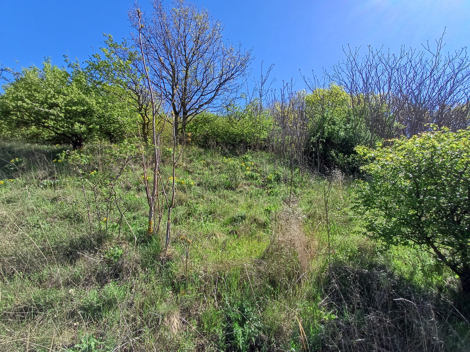 ailanthus altissimus rainberg südlicher teil stixberg NW stixneusiedl 20250416_105329.jpg