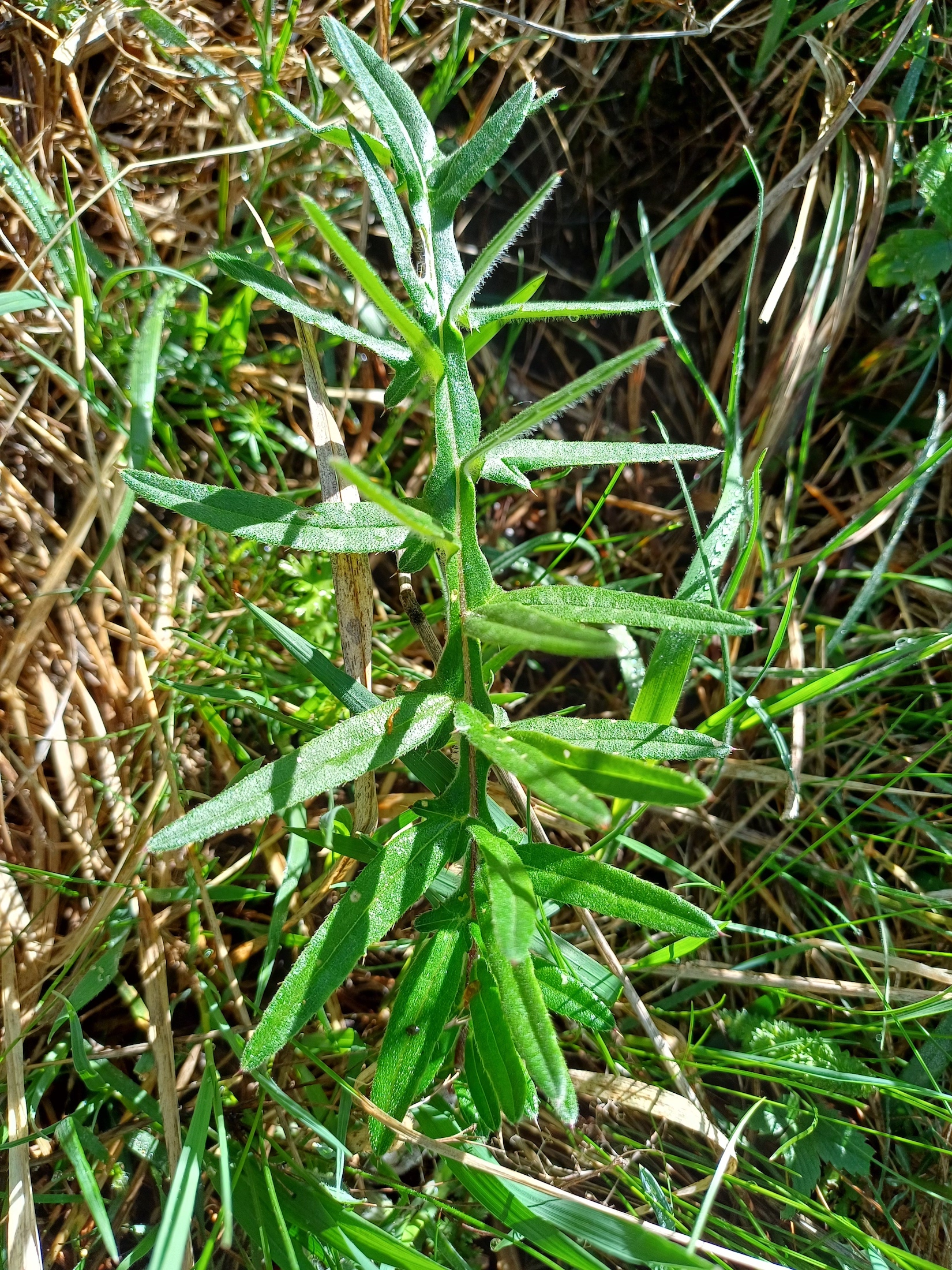 cirsium eriophorum rainberg nördlicher teil NW stixneusiedl 20250416_101747.jpg