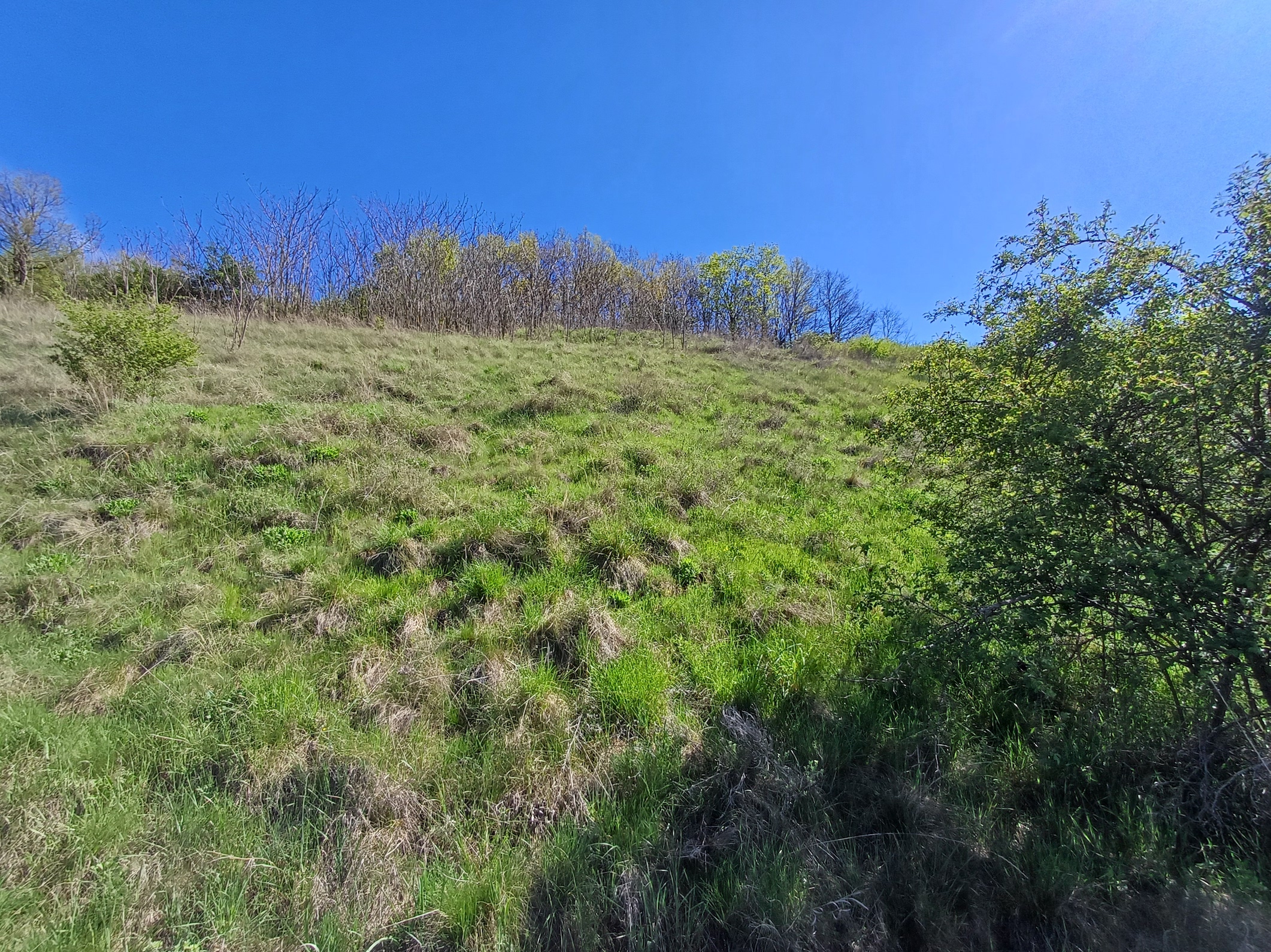 hang mit alianthus altissimus rainberg südlicher teil stixberg NW stixneusiedl 20250416_104723.jpg