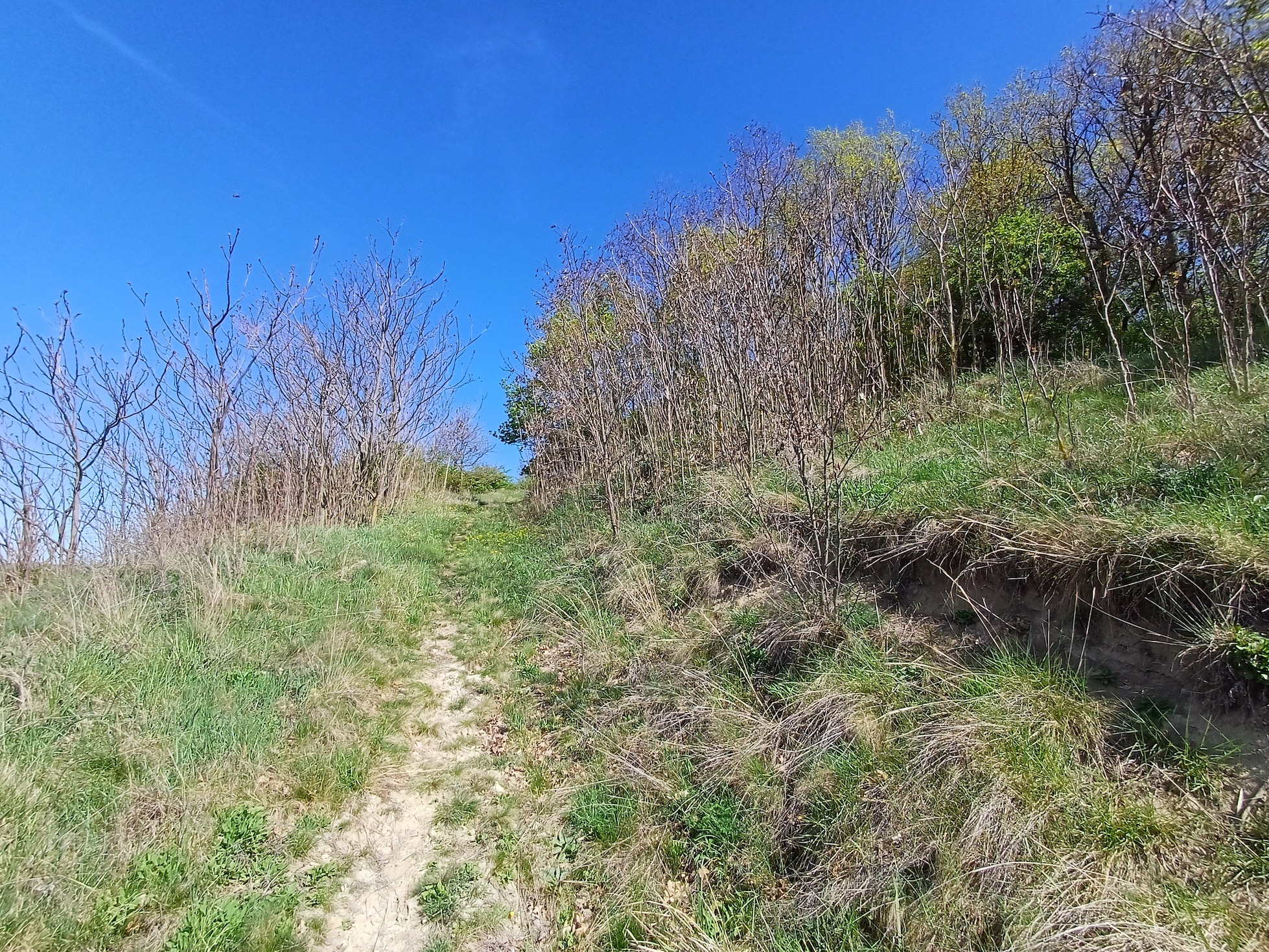 lössweg mit ailanthus altissimus rainberg südlicher teil stixberg NW stixneusiedl 20250416_110857.jpg