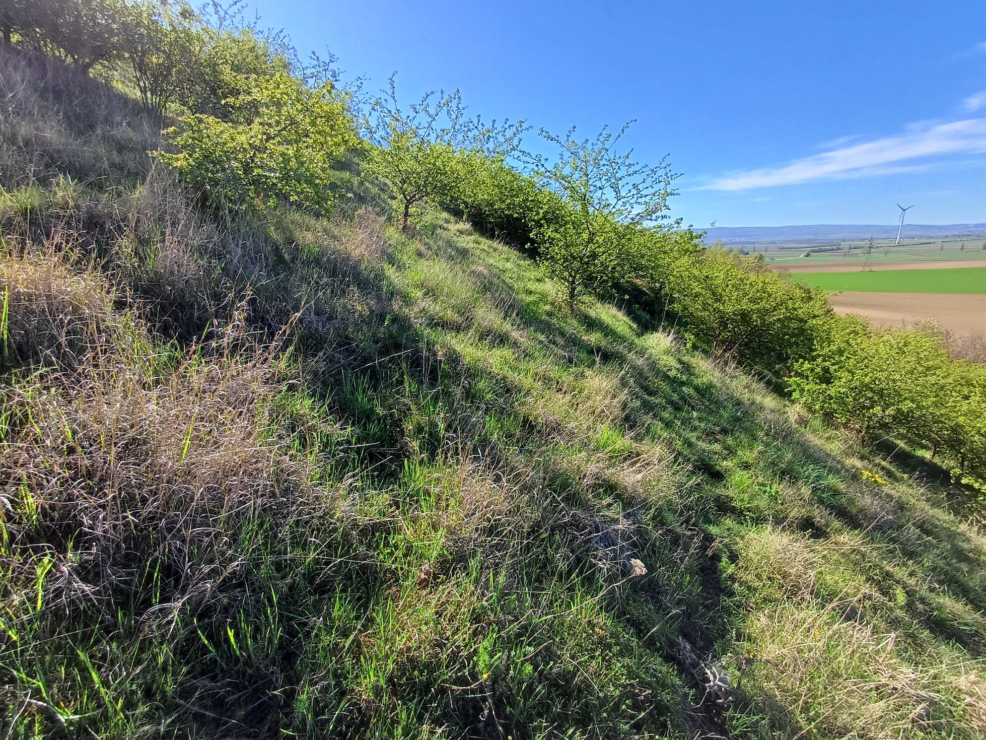 mittelhang rainberg nördlicher teil NW stixneusiedl 20250416_095736.jpg
