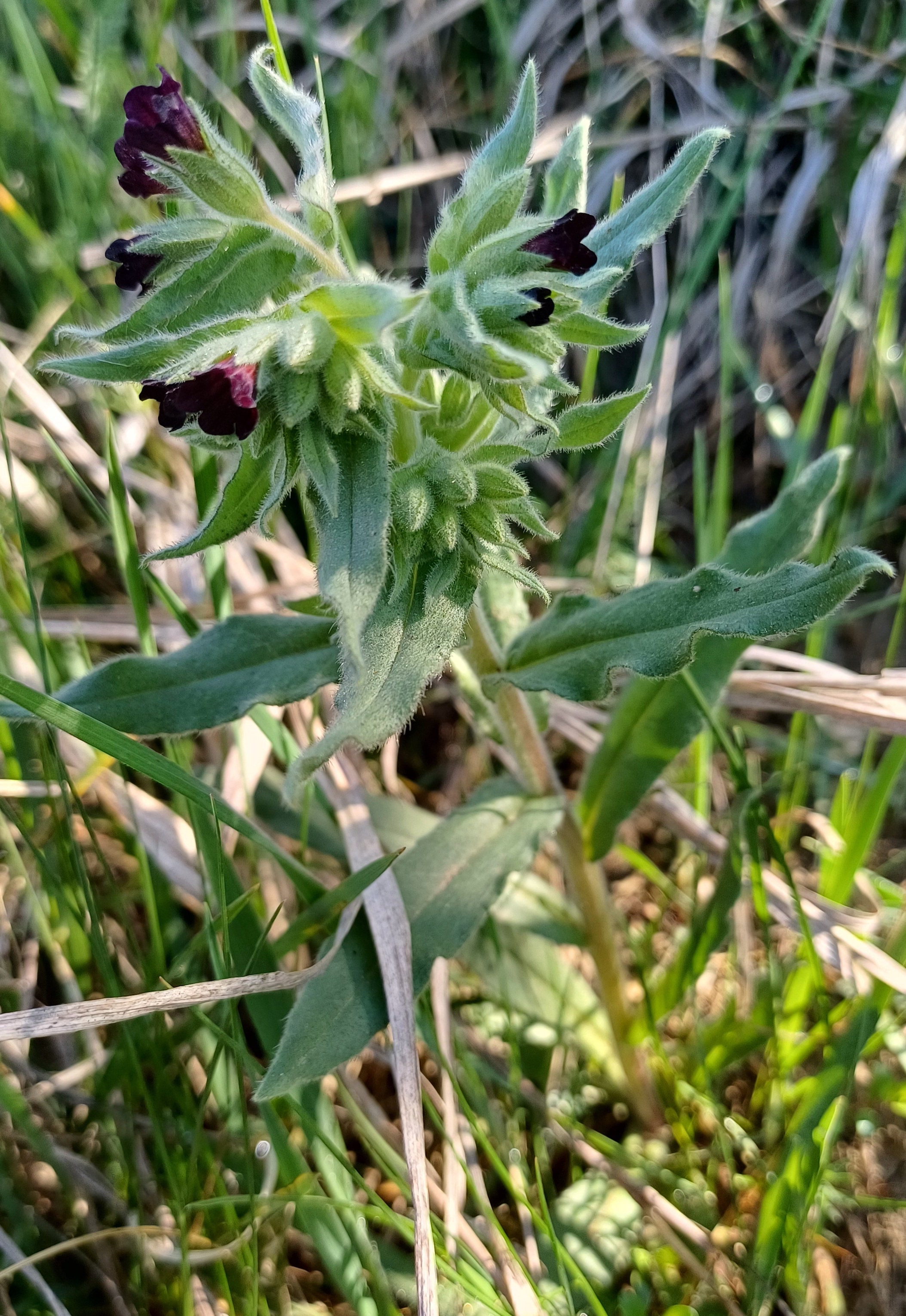 nonea pulla rainberg nördlicher teil NW stixneusiedl 20250416_101333.jpg