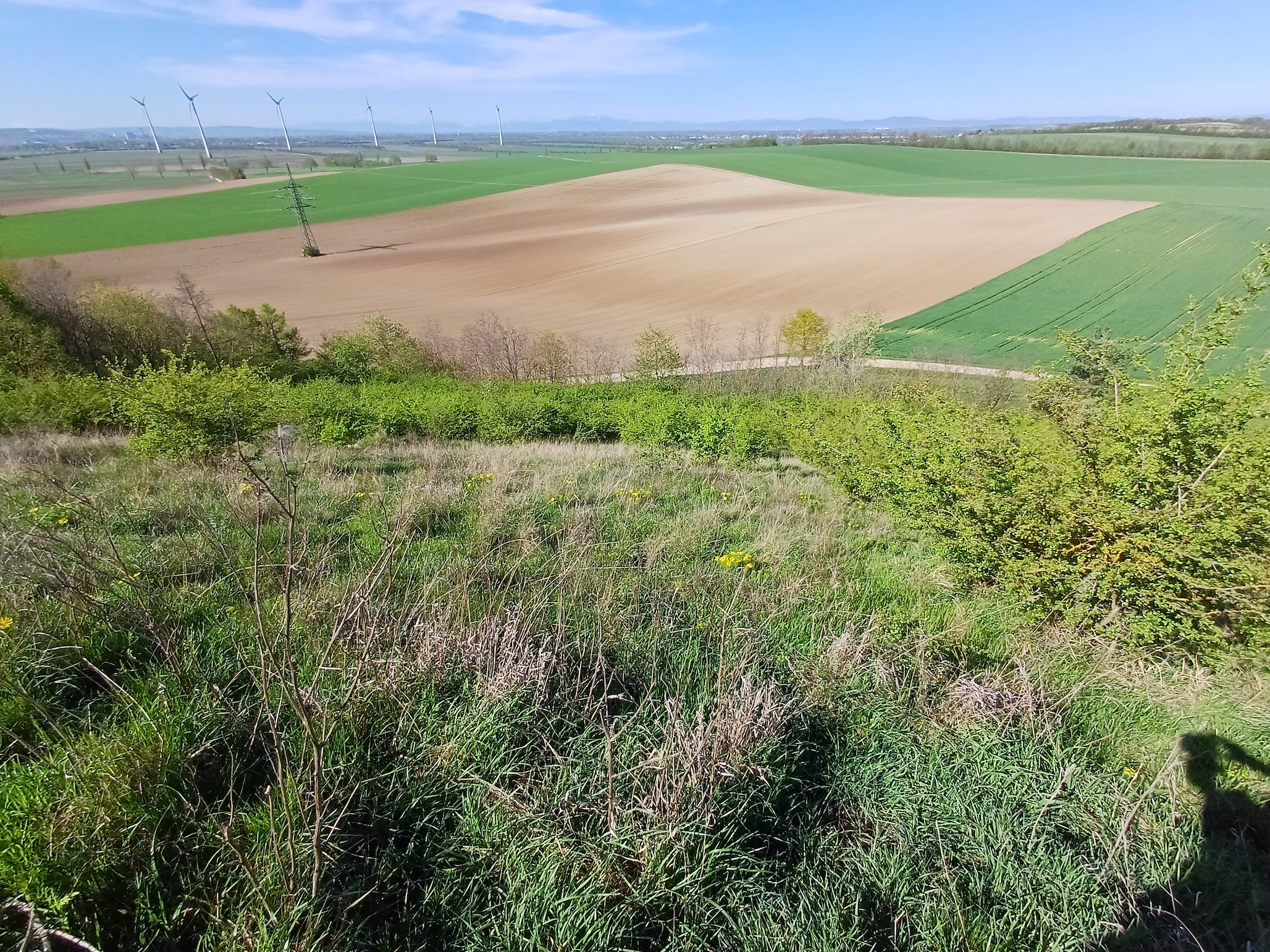 panorama richtung W oberhang rainberg nördlicher teil NW stixneusiedl 20250416_100923.jpg