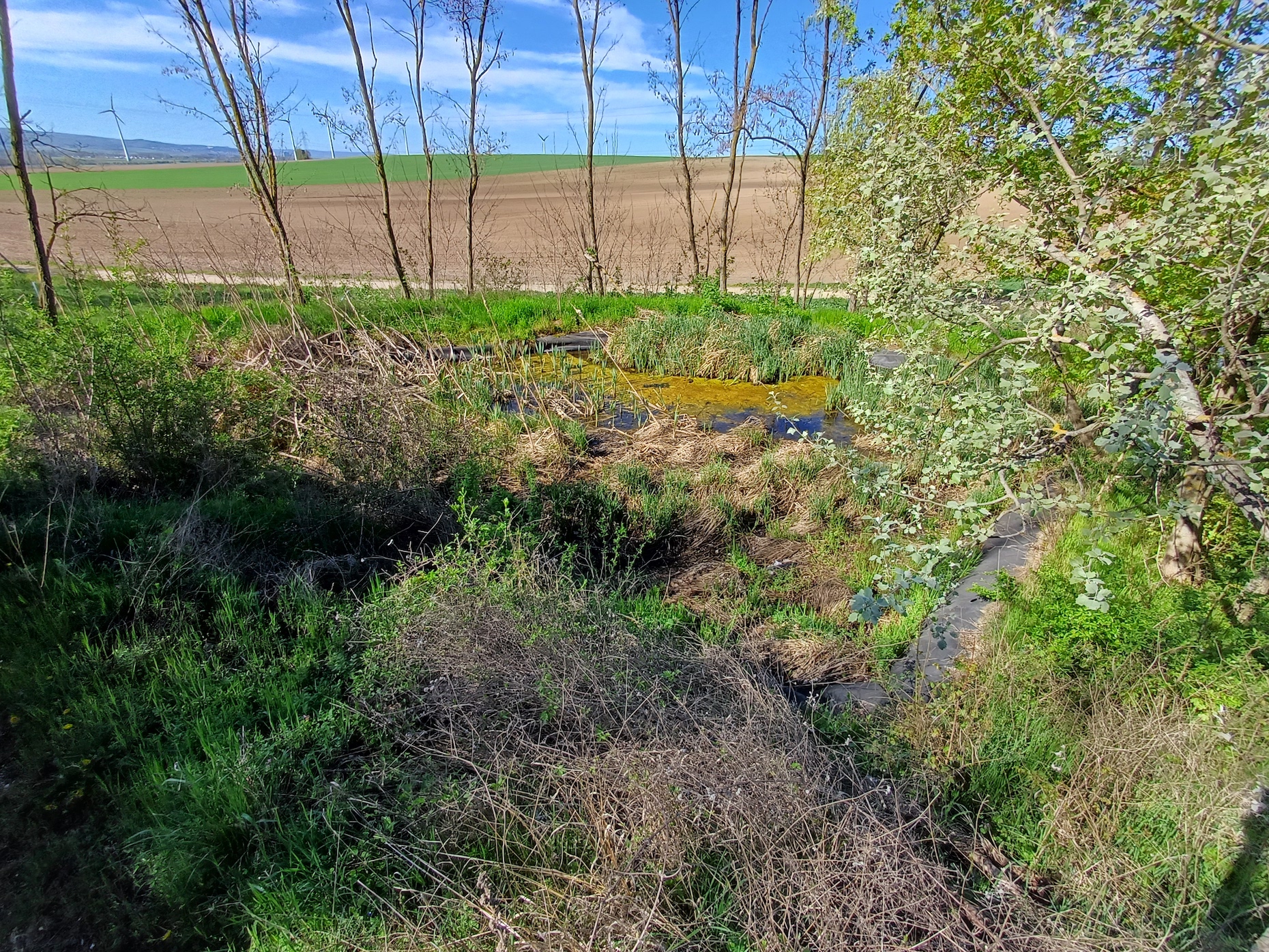 teich rainberg nördlicher teil NW stixneusiedl 20250416_094734.jpg