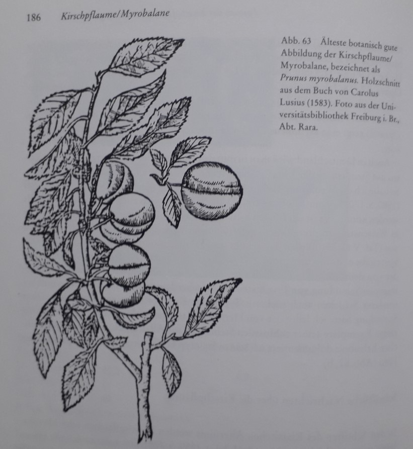 auswahl09_myrobalane_clusius.jpg