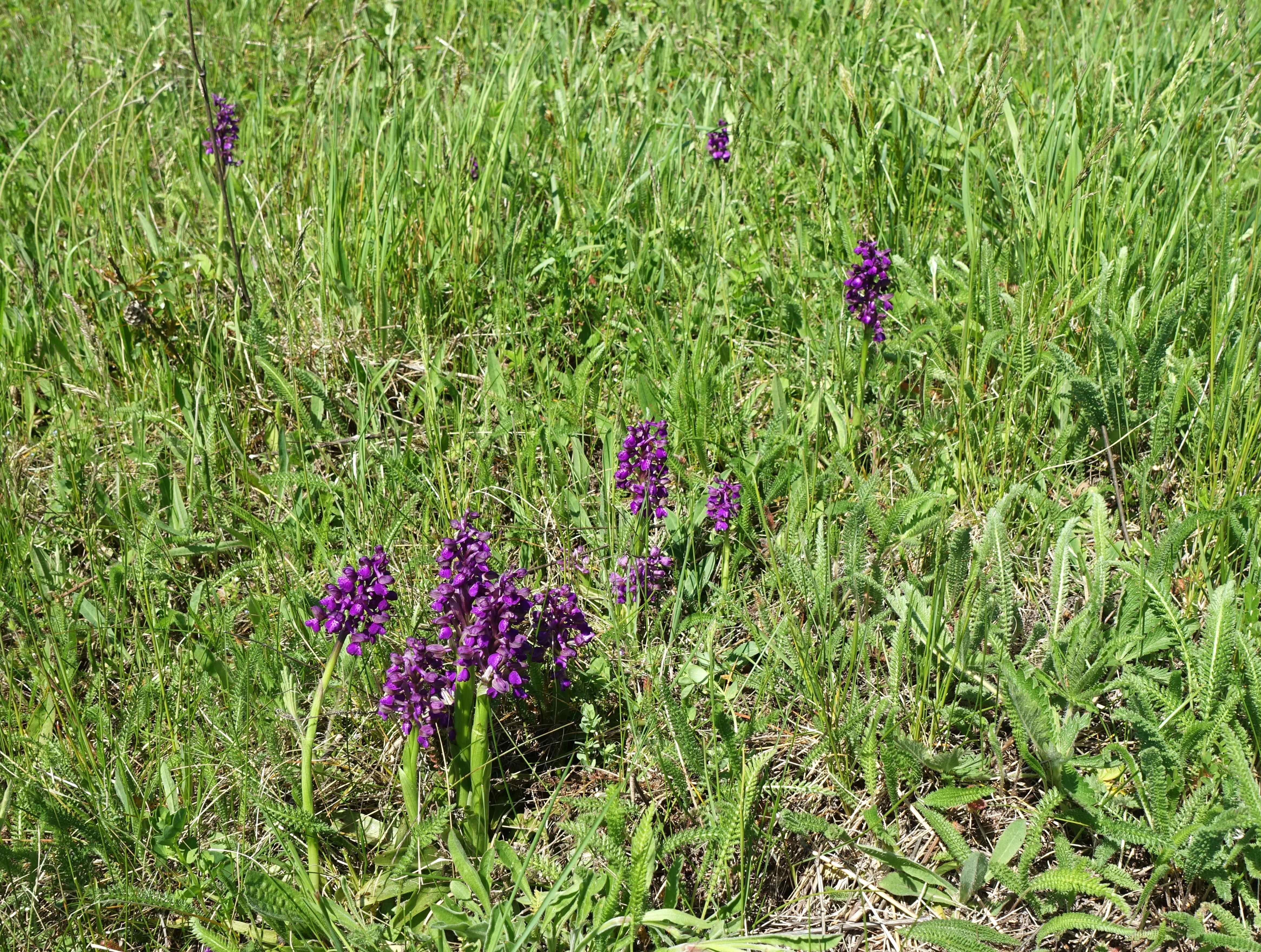 DSC03195c.JPG