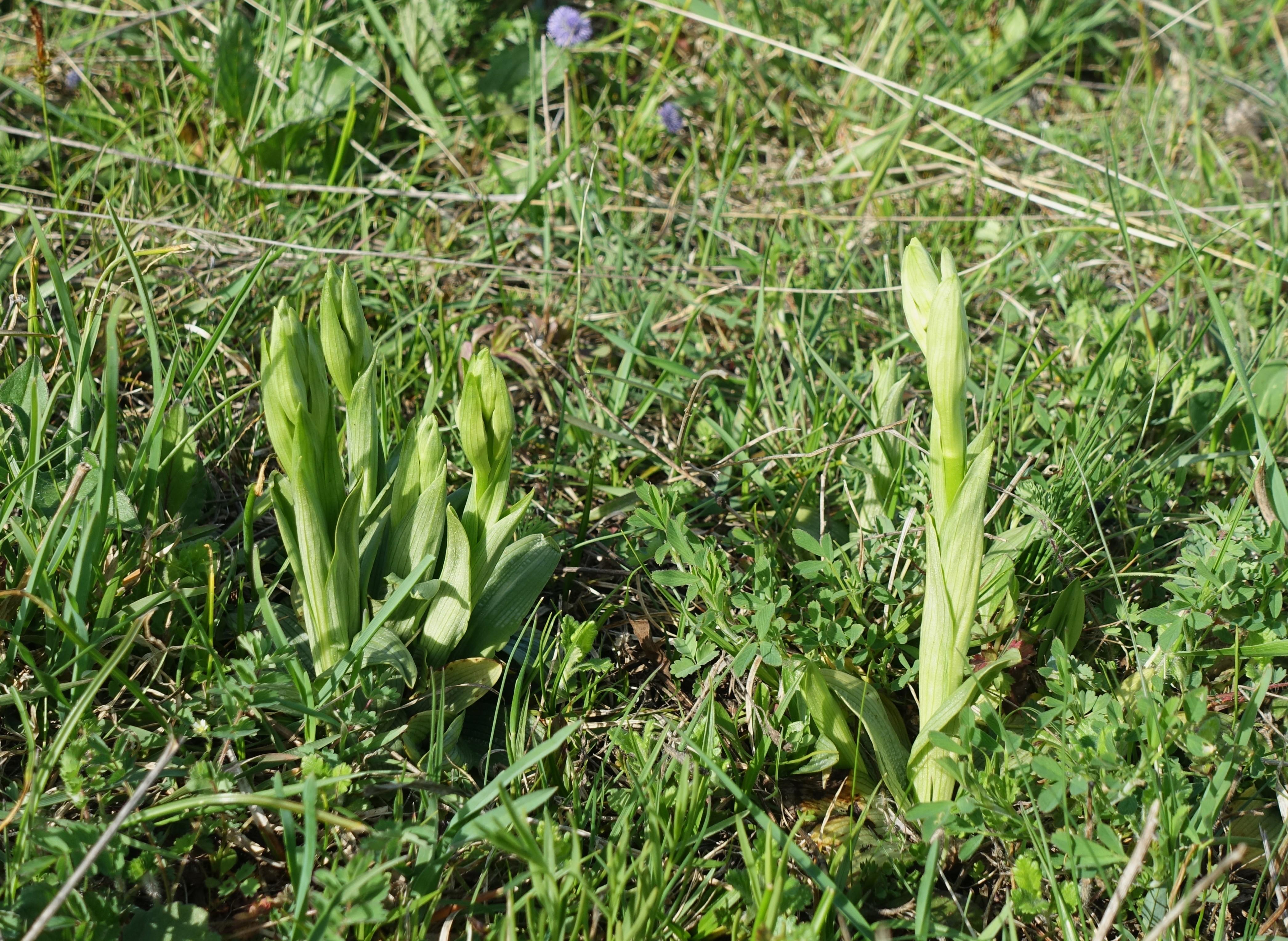 DSC03386c.JPG