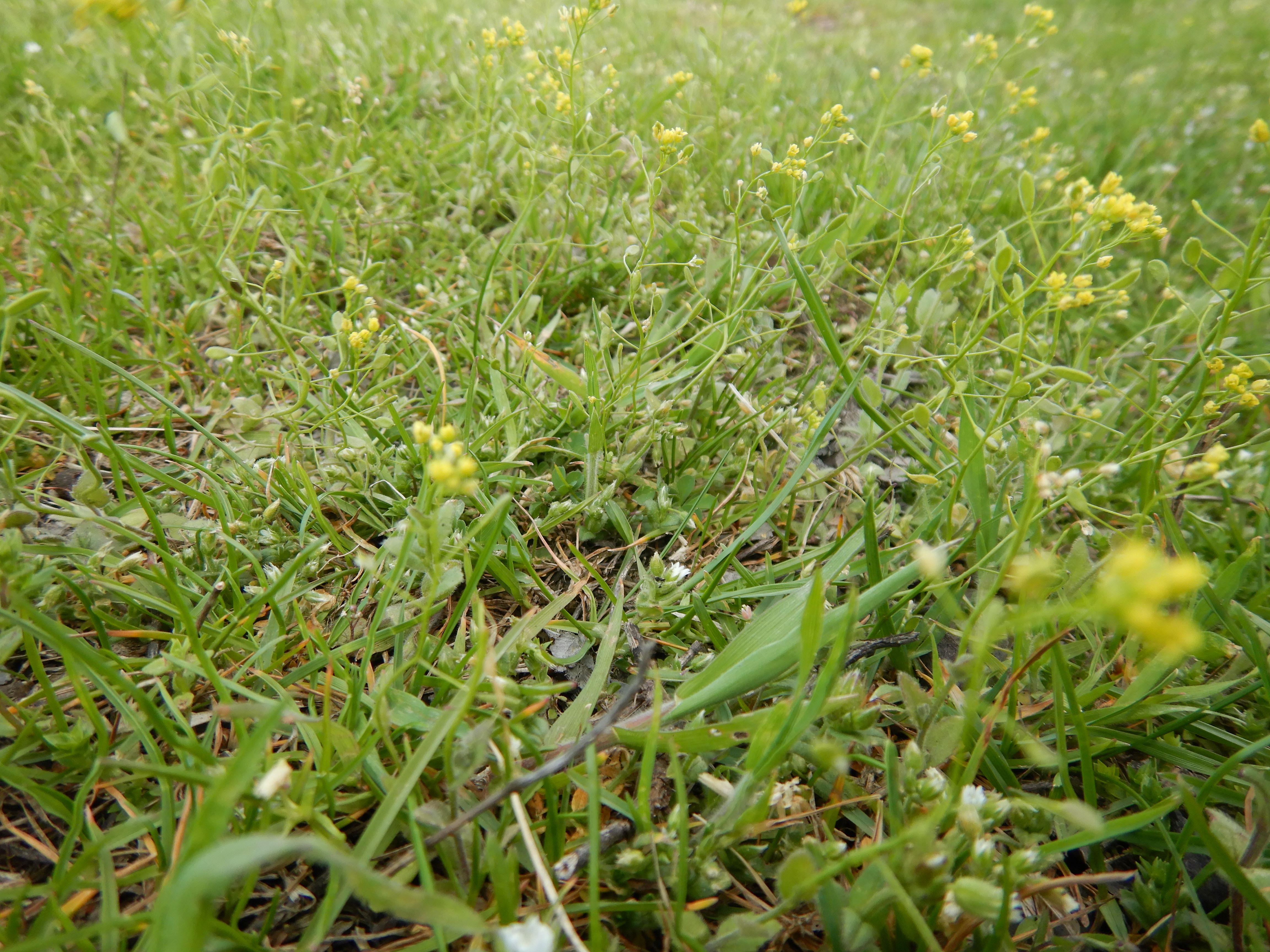 DSCN9338 Braunsbergbeweidung, 2025-04-16, Draba nemorosa.jpg
