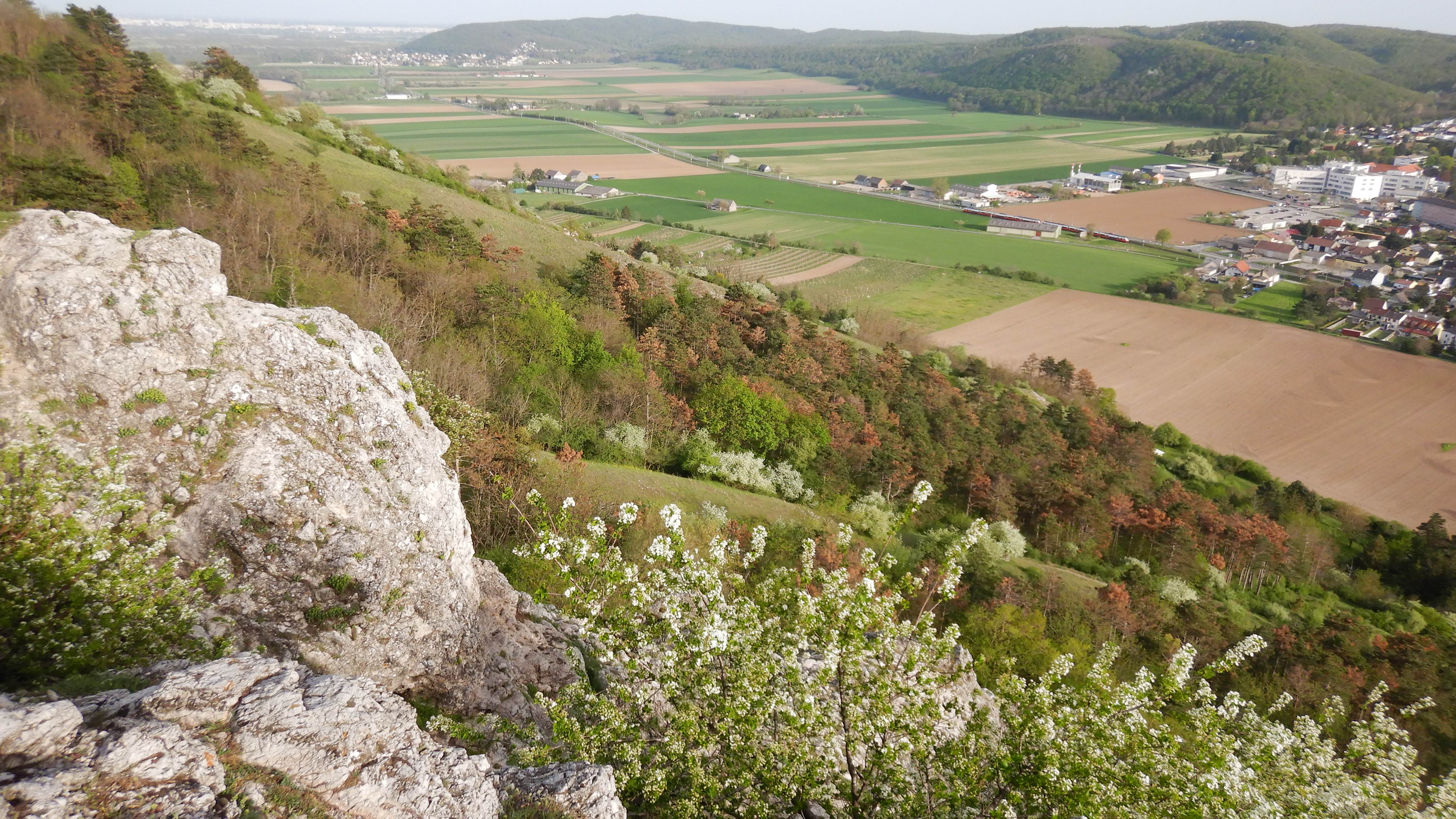 DSCN9378 Braunsbergbeweidung, 2025-04-16, Schwarzföhrensterben.jpg