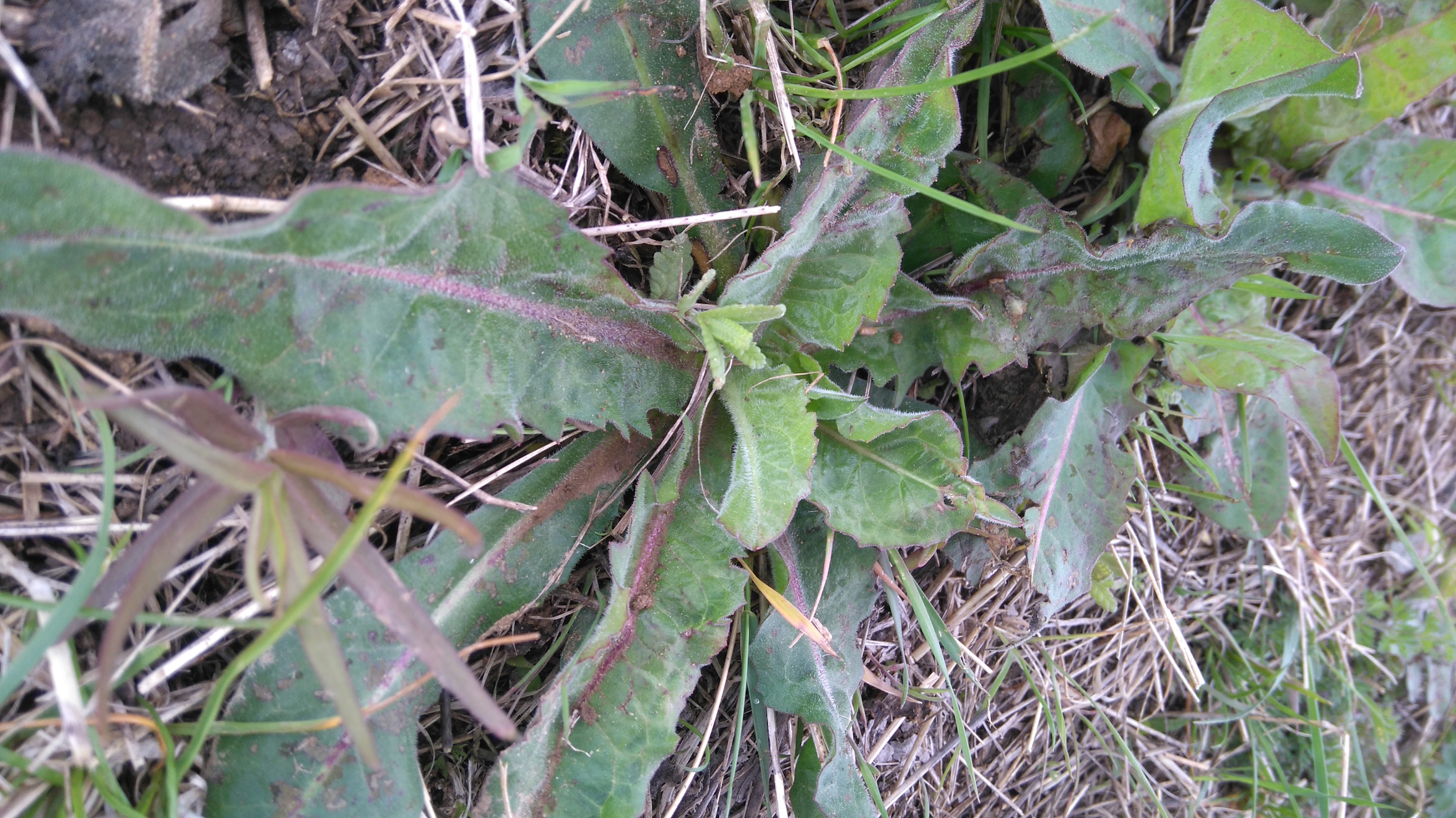 goldberg oberlaa taraxacum serotinum_8054.JPG