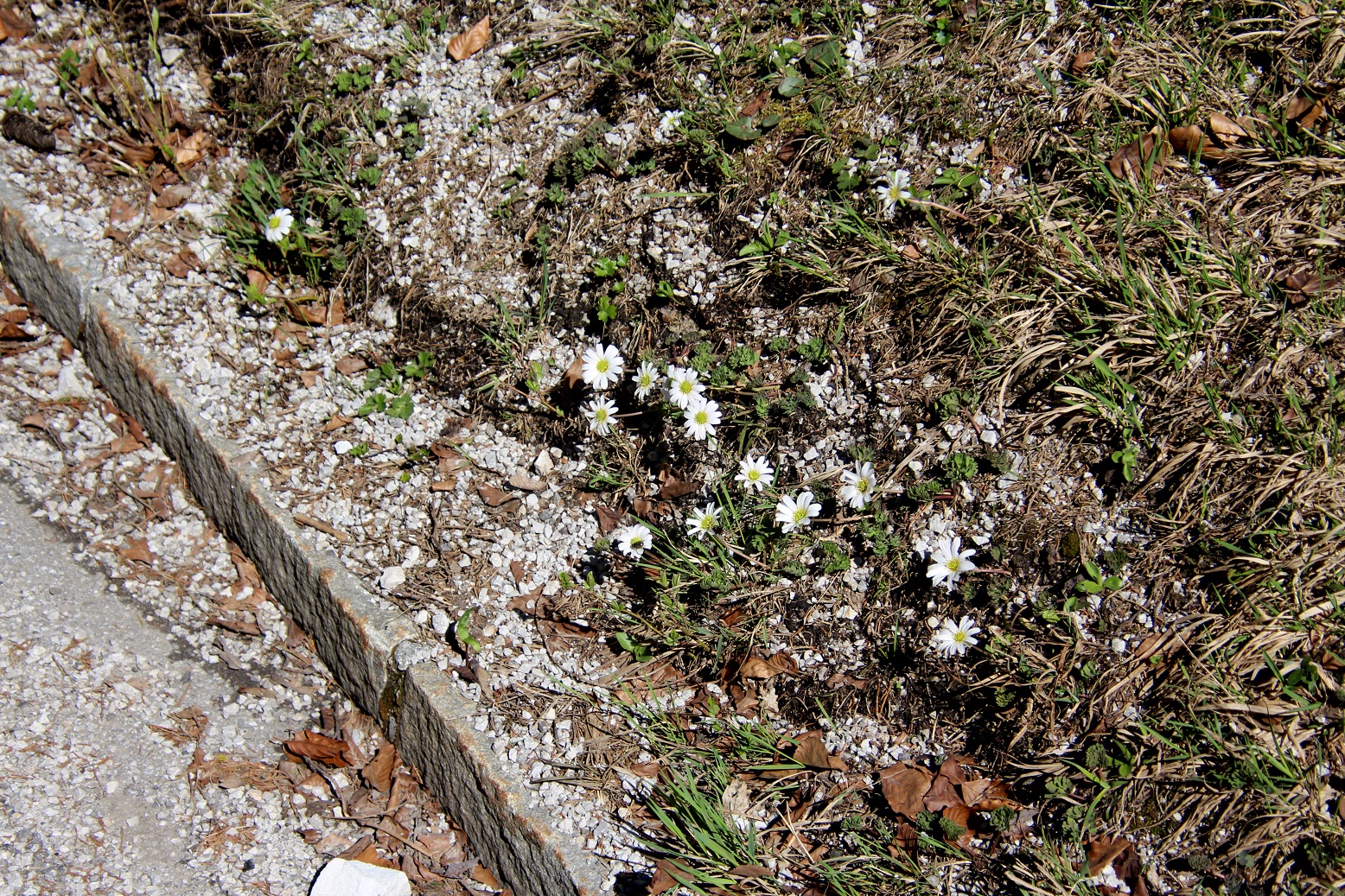 St. Aegyd- 20042025 - (8) - Callianthemum anemonoides - Anemonen-Schmuckblümchen.JPG