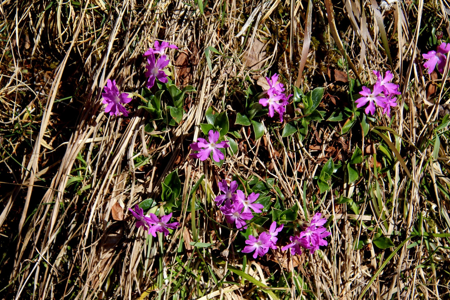 Mariazell - 20250420 - (314) - Primula clusiana.JPG