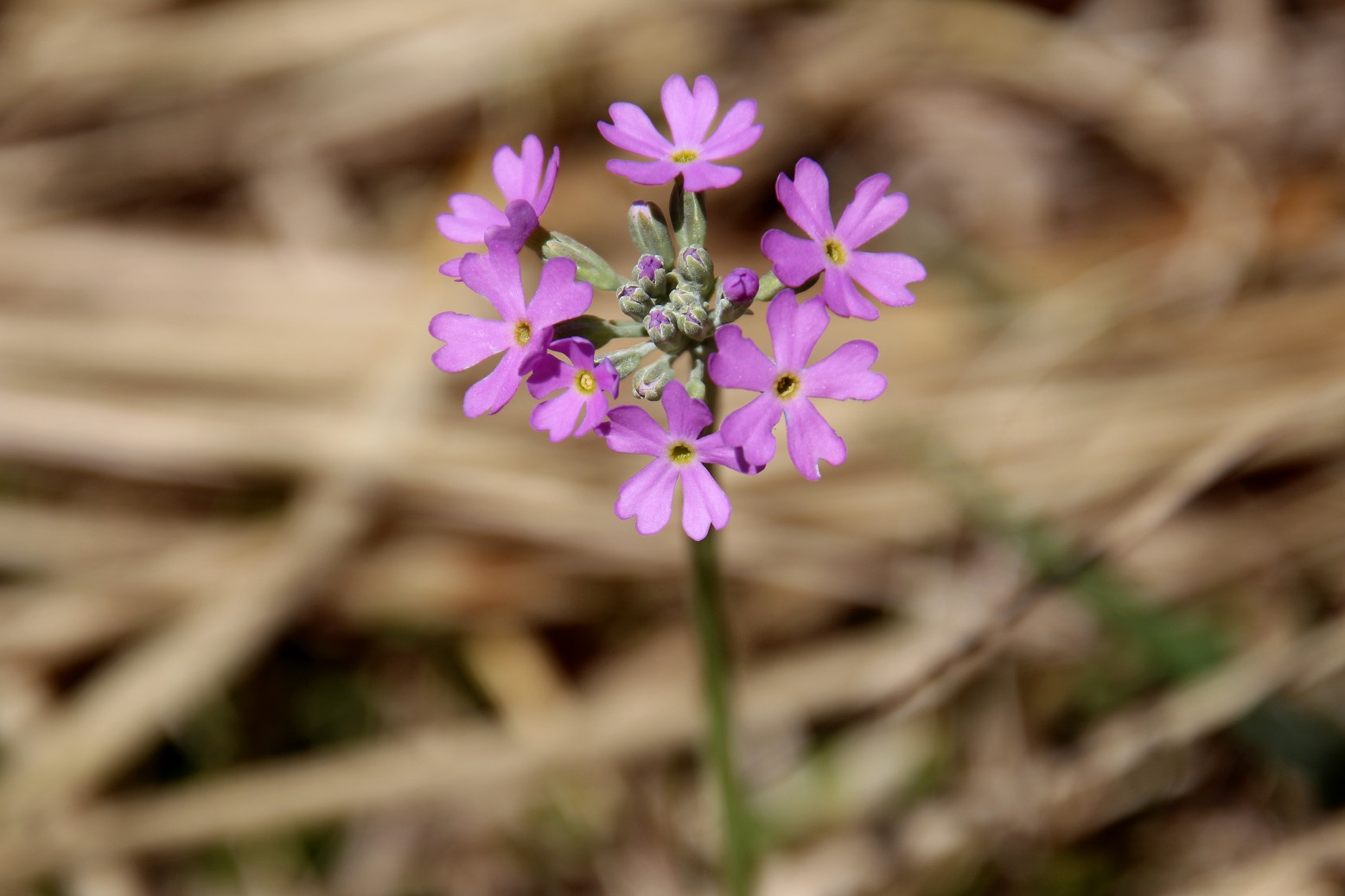Mariazell - 20250420 - (133) -  - Primula farinosa - Mehl-Primel.JPG