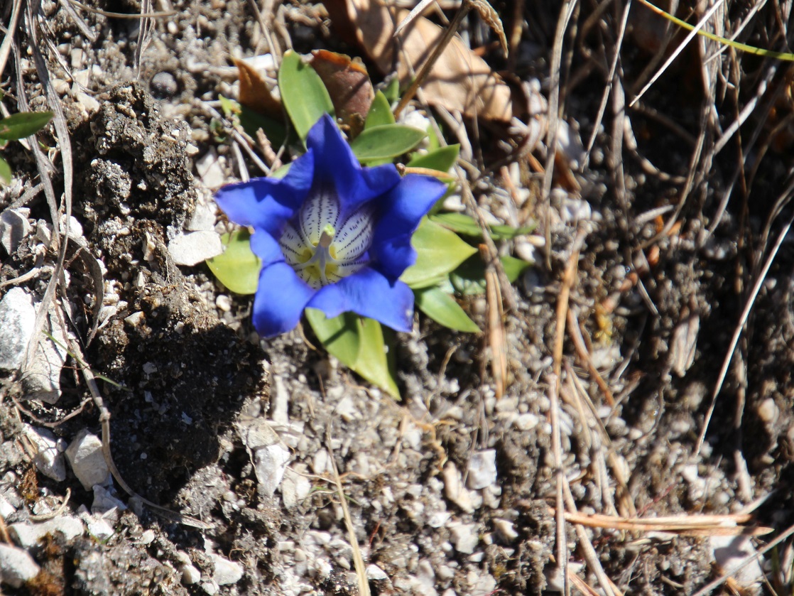Mariazell- 20250420 - (126) -  - Gentiana clusii - Kalk-Glocken-Enzian.JPG