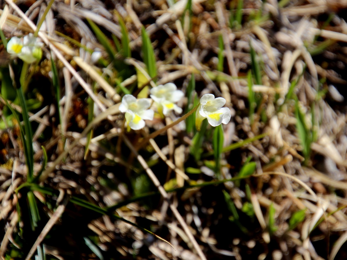 Mariazell- 20250420 - (131) - - Pinguicula alpina - Alpen-Fettkraut.JPG