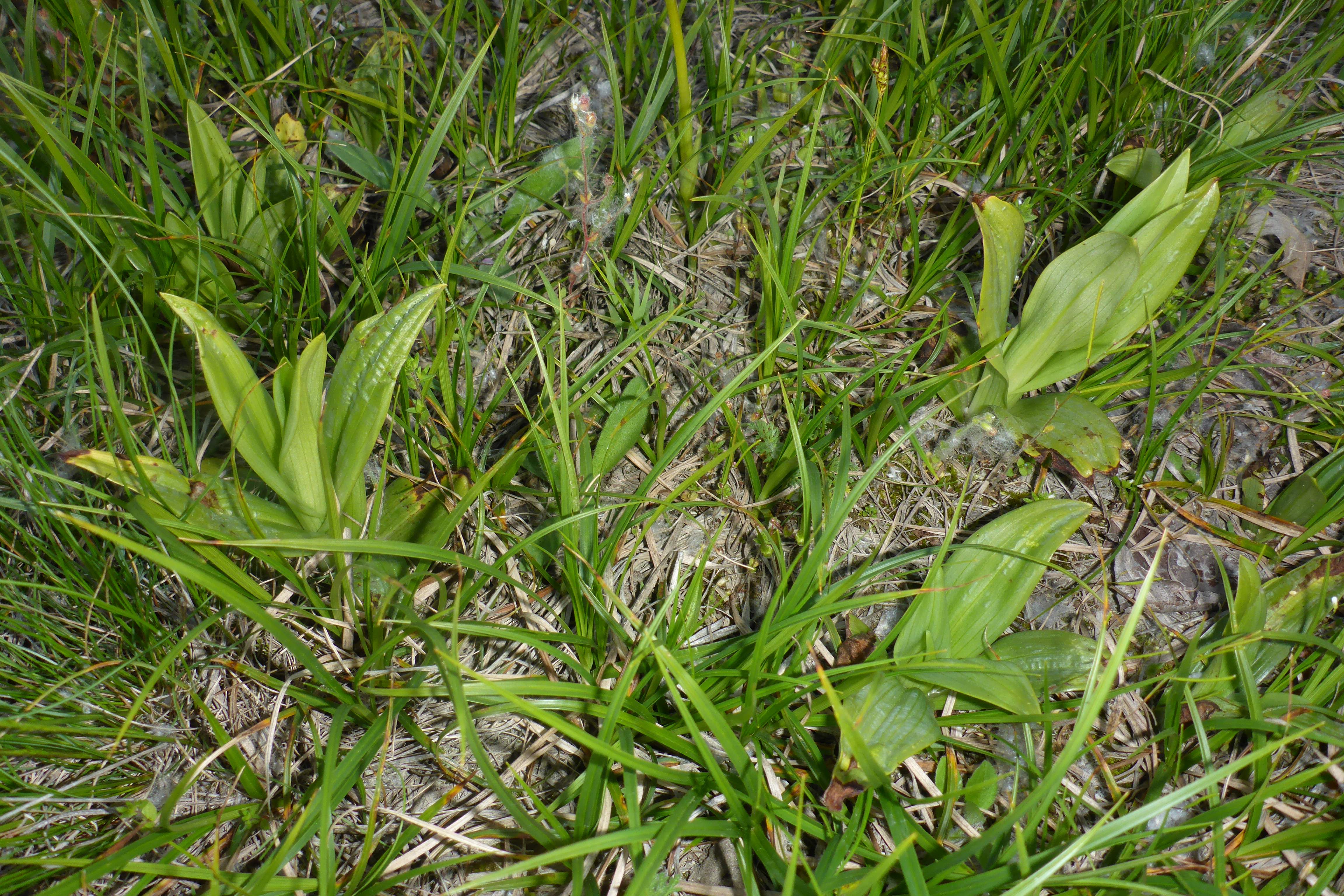 P1160668 2025-04-27 lobau bei mühlleiten.JPG